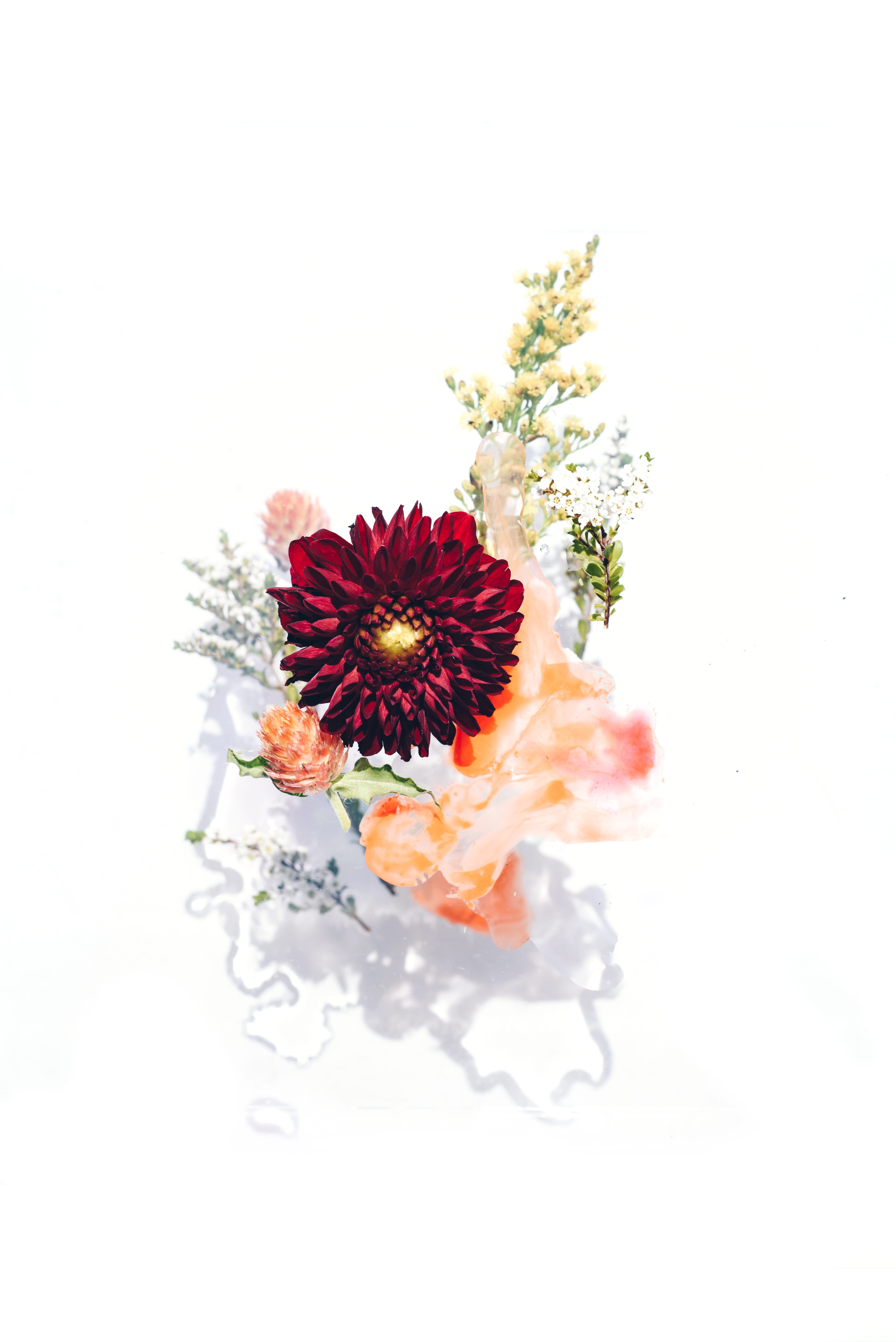 still life, shadow, fragility, pink, background, red, pollen, no people, flowers, 5K, leafe, studio shot, inflorescence, petaled, nature, light, coral, Phone HD Wallpaper