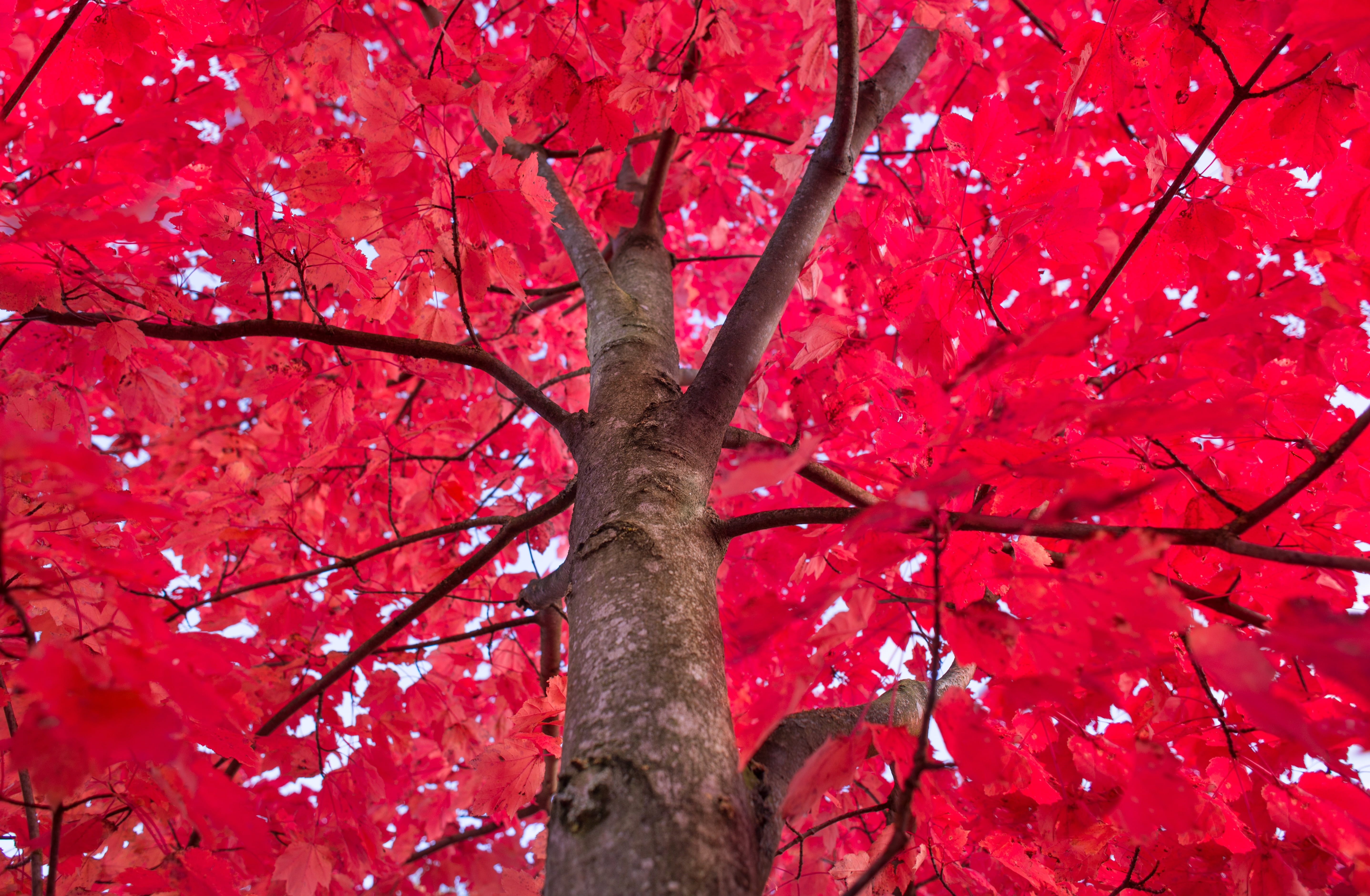 tree canopy, growth, season, backgrounds, cherry blossom, autumn, freshness, october, colorful, springtime, outdoors, color, change, decoration, bright, HD Wallpaper