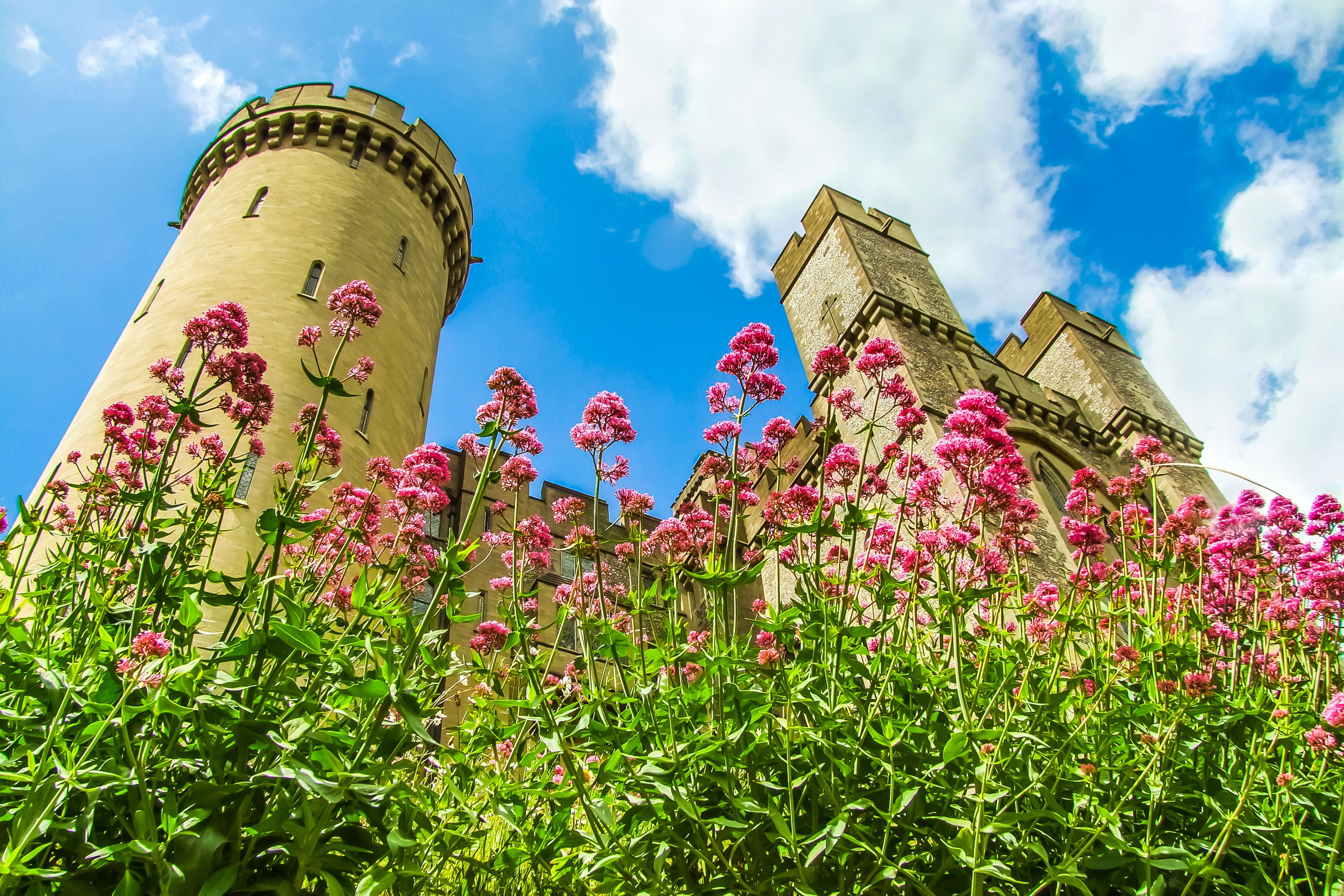 multi colored, low angle view, architecture, sky, england, history, growth, travel destinations, flowers, arundel castle, sunlight, monument, built structure, HD Wallpaper