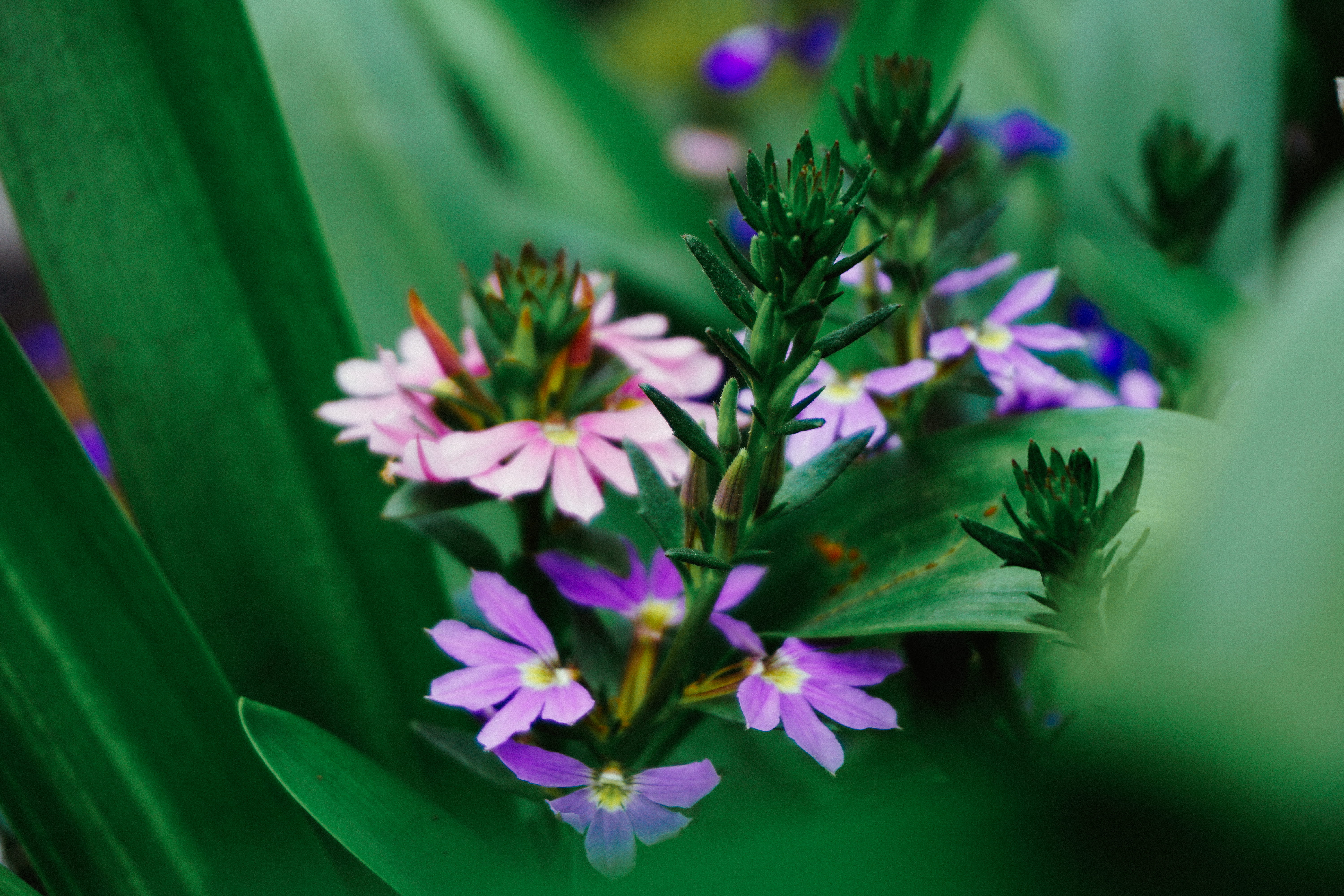 tranquility, selective focus, outdoors, environment, leaf, arundel, fragility, no people, plant, beauty in nature, flowerbed, green color, ornamental garden, HD Wallpaper