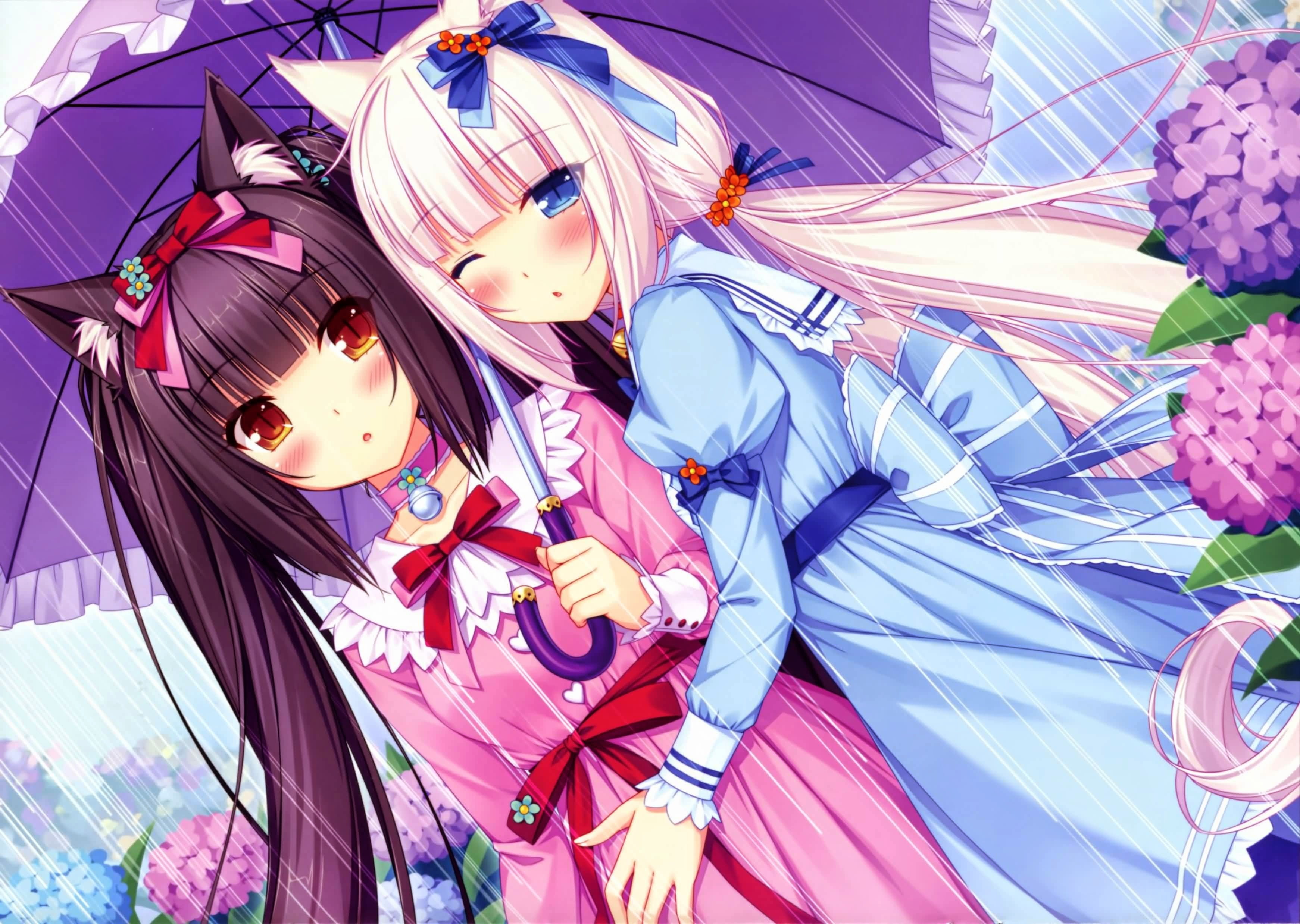 nature, anime girls, cat ears, animal representation, high angle view, close-up, Chocolat (Neko Para), collection, Neko Para, variation, creativity, multi colored, HD Wallpaper