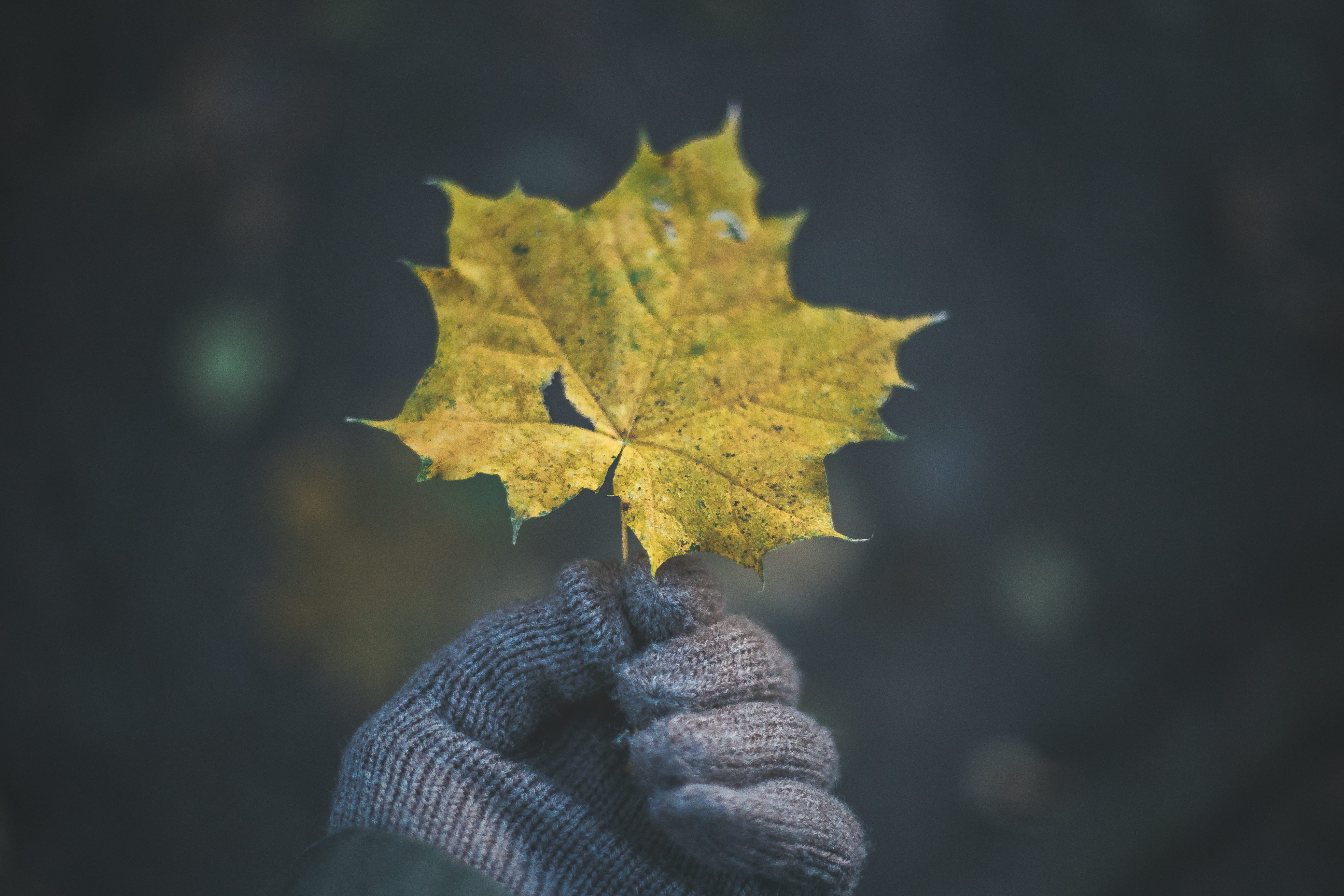 maple, real people, finger, focus, body part, orange, plant, person, shallow, maple leaf, holding leaf, yellow, human hand, hand, leaves, glofe, gloves, HD Wallpaper
