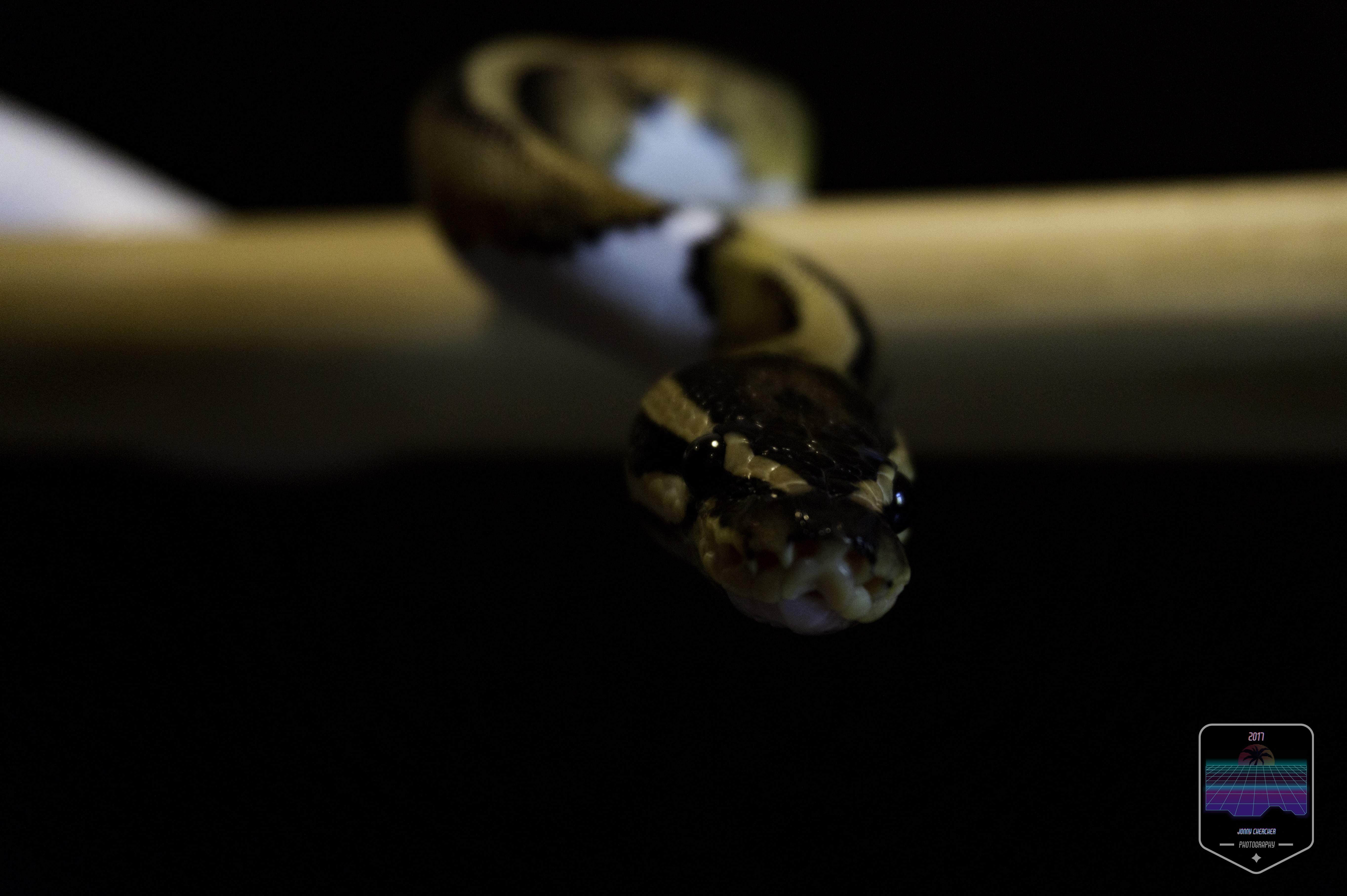 5K, snake, nature, python, HD Wallpaper