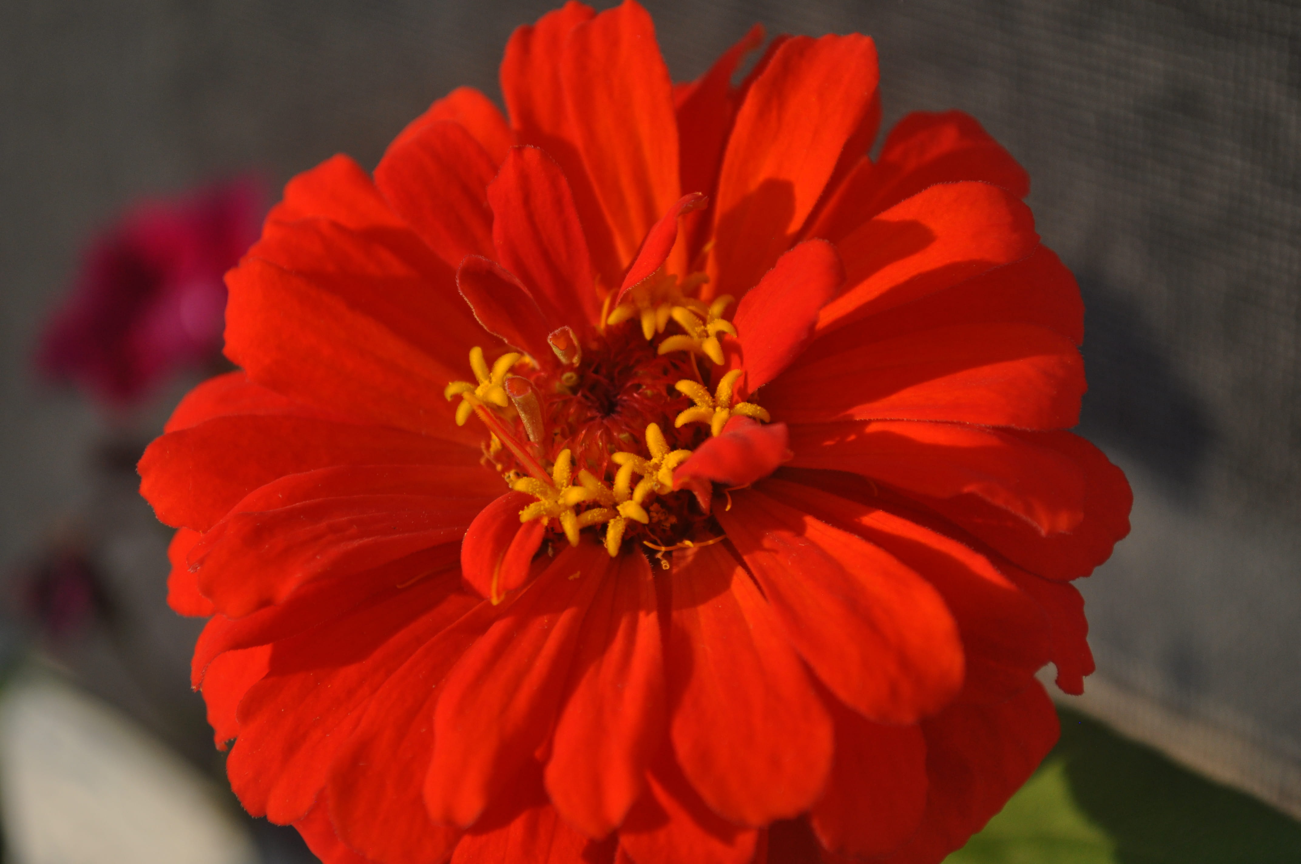 united states, focus on foreground, flower head, nature, eliot, growth, beauty in nature, no people, inflorescence, red flower, plant, orange color, petal, HD Wallpaper