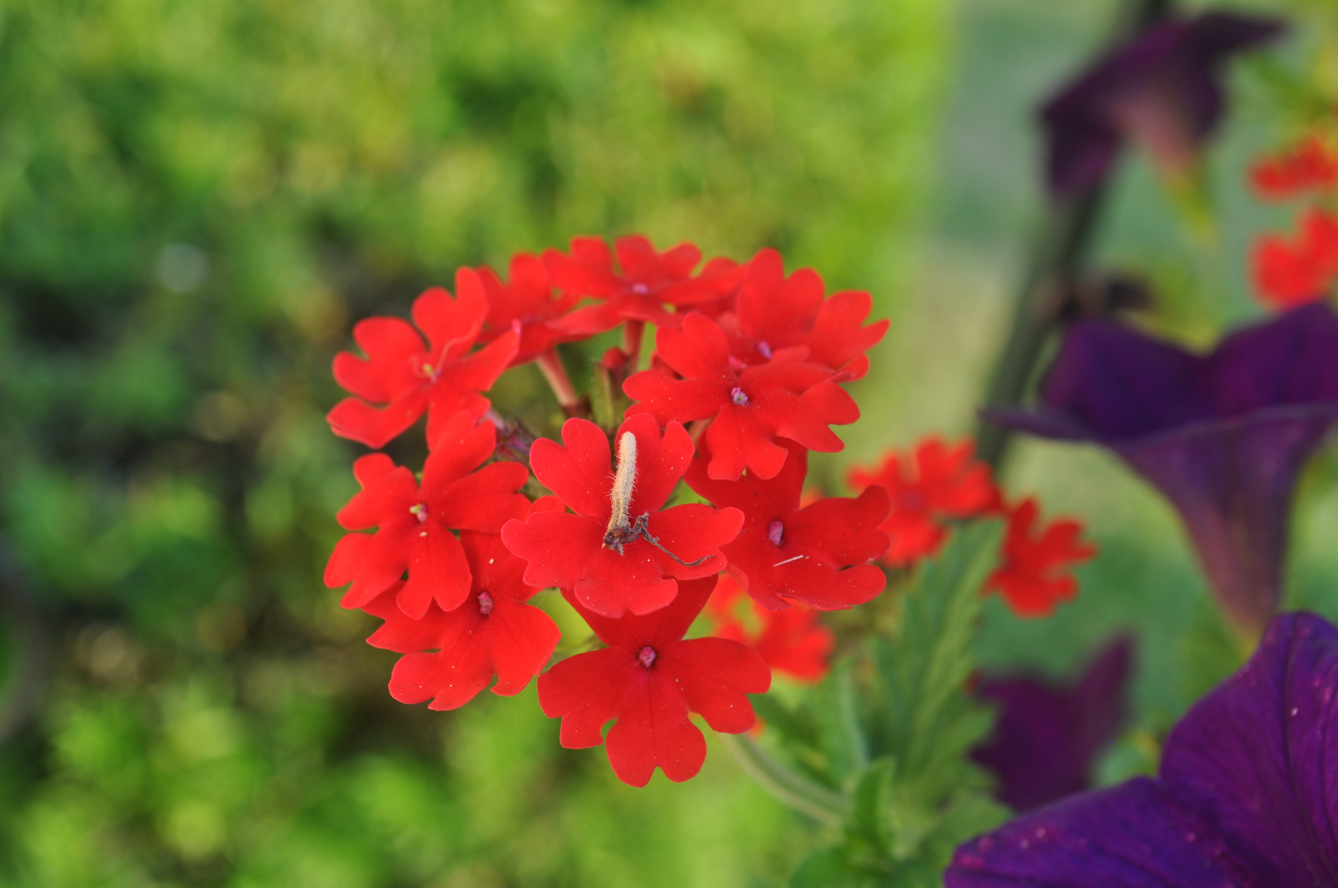 freshness, selective focus, red flower, pollen, garden, 4K, little caterpillar, bunch of flowers, close-up, vulnerability, flower head, lantana, day, green leaves, HD Wallpaper