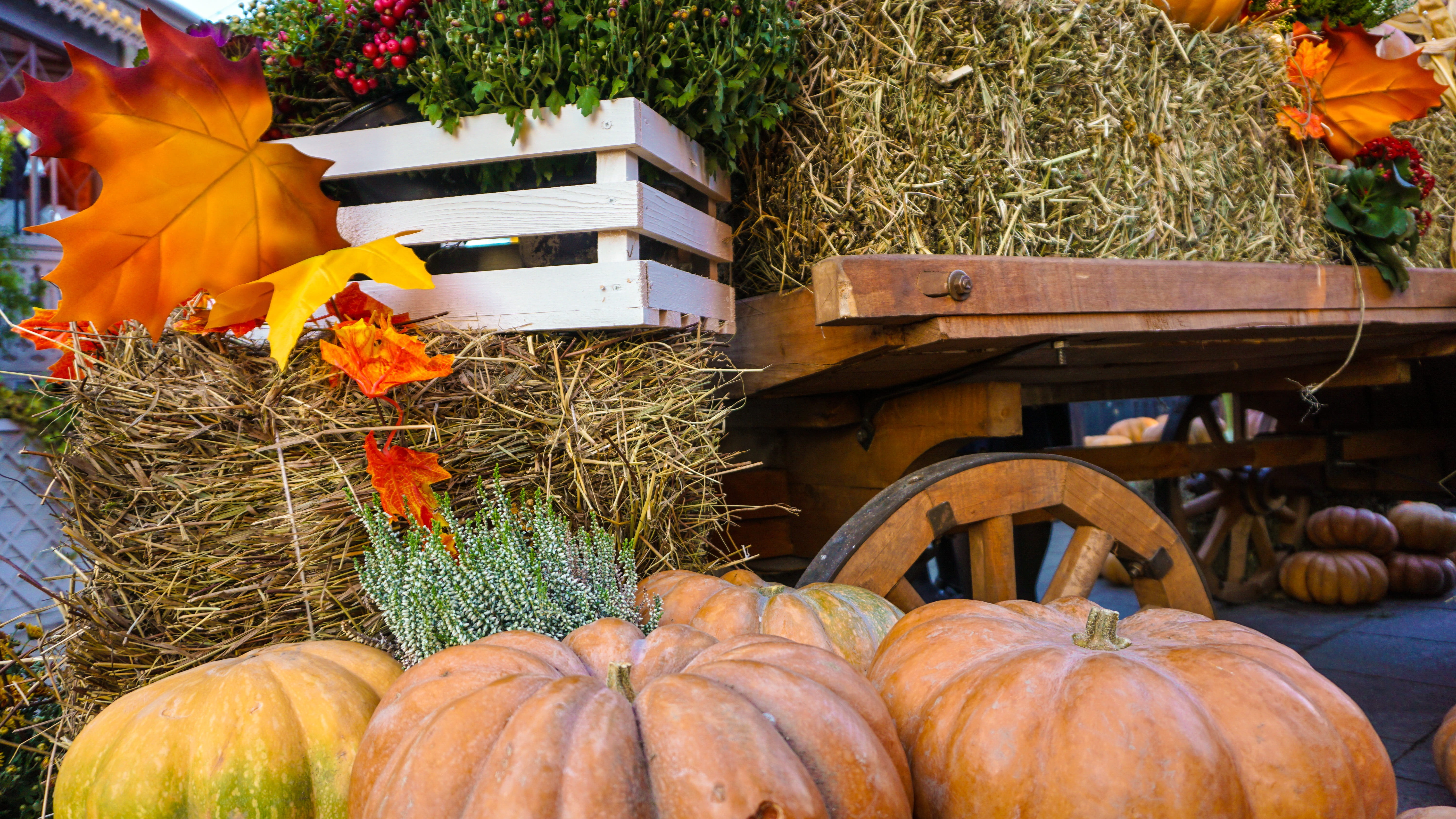 sparkle, fall, pattern, nature, invitation, plant, 5K, squash, market, leaves, haloween, treat, outdoors, food, october, ripe, celebration, invite, pumpkin, HD Wallpaper