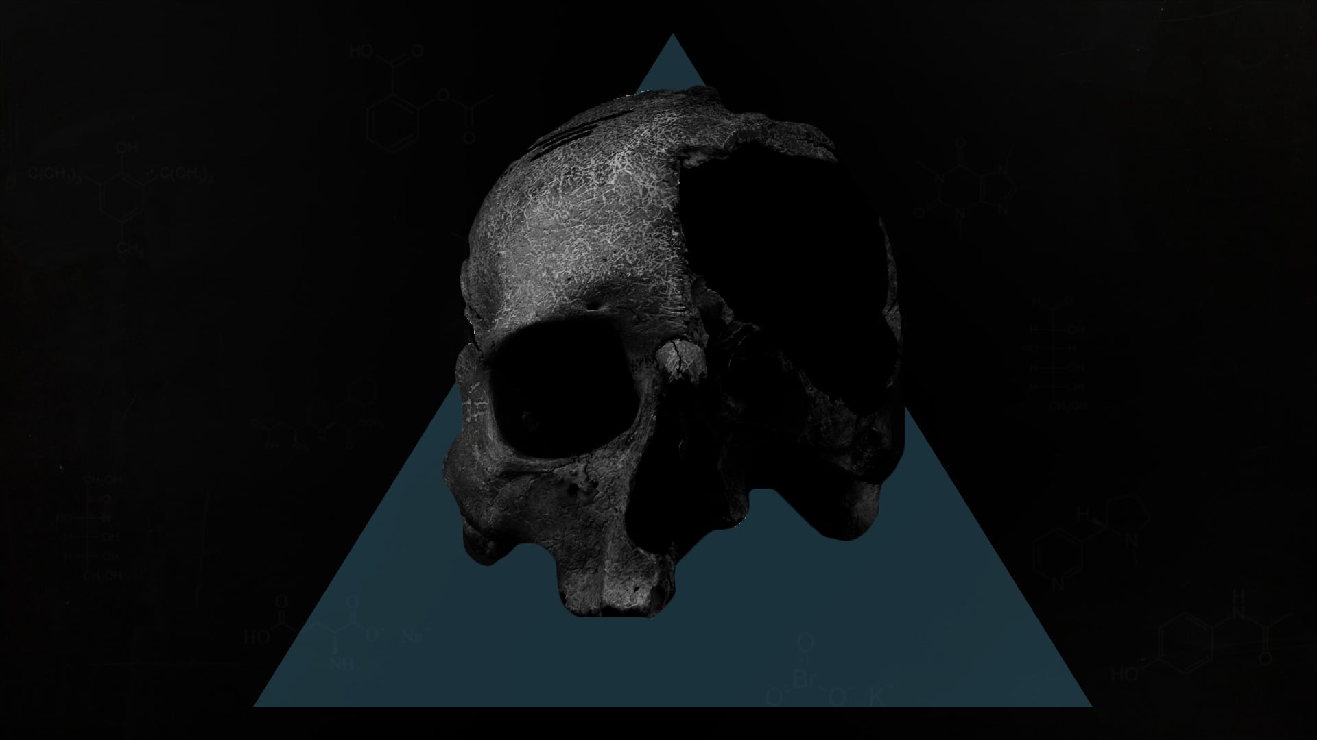 1080P, indoors, animal head, skull, illustration, still life, representation, minimalism, human skeleton, human, spooky, animal body part, no people, bone, HD Wallpaper