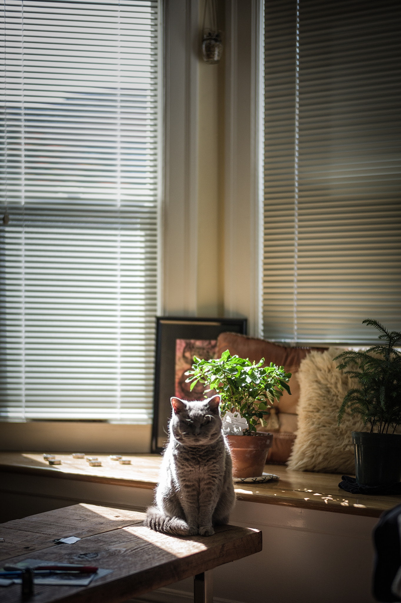 living room, no people, plant, table, window, indoors, domestic cat, interior, 500px, domestic animals, potted plant, room, houseplant, nature, plants, Phone HD Wallpaper