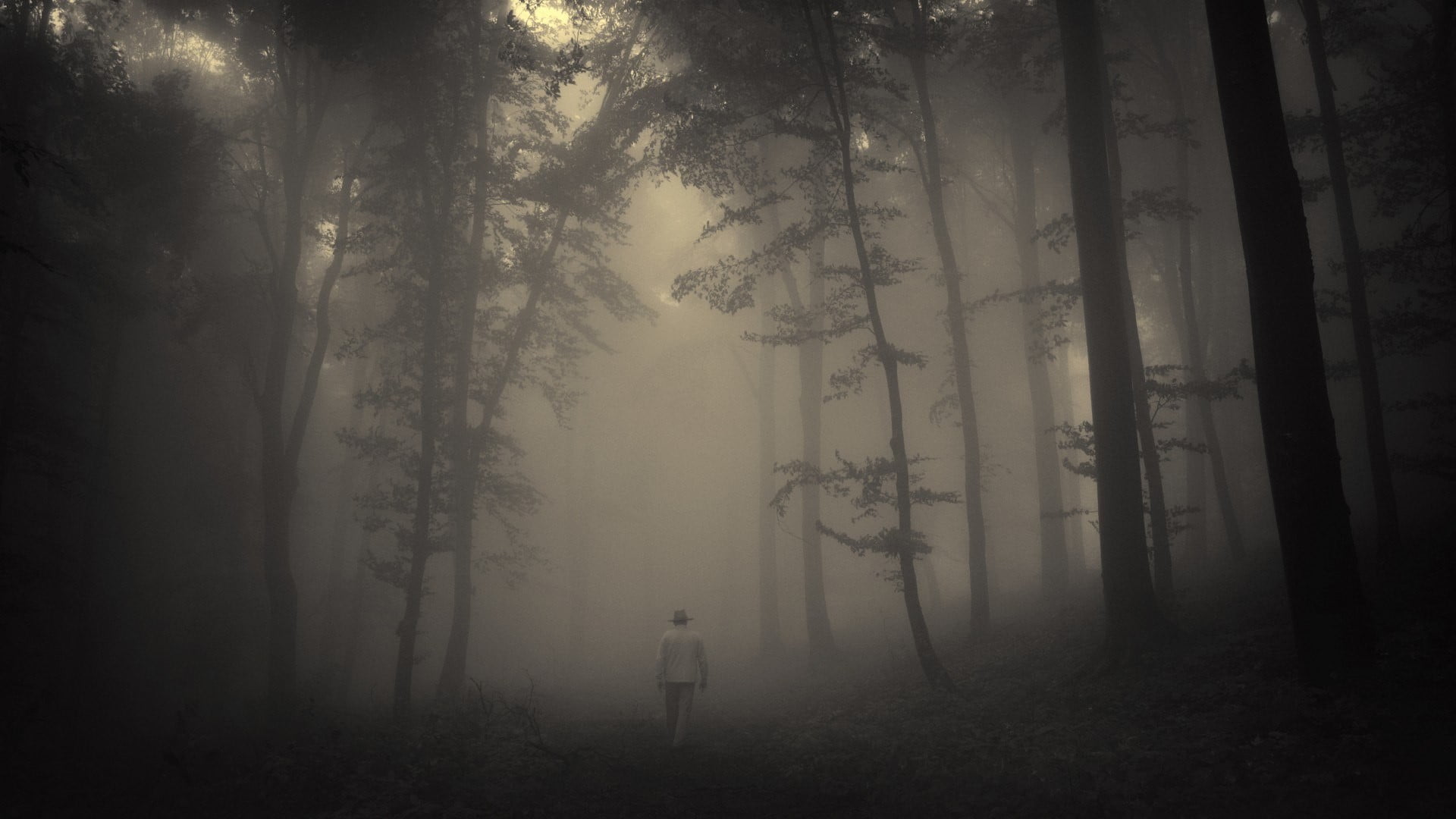 tranquil scene, fog, forest, nature, environment, outdoors, dark, beauty in nature, 1080P, pine tree, spooky, trees, non-urban scene, hazy, mystery, trunk, HD Wallpaper