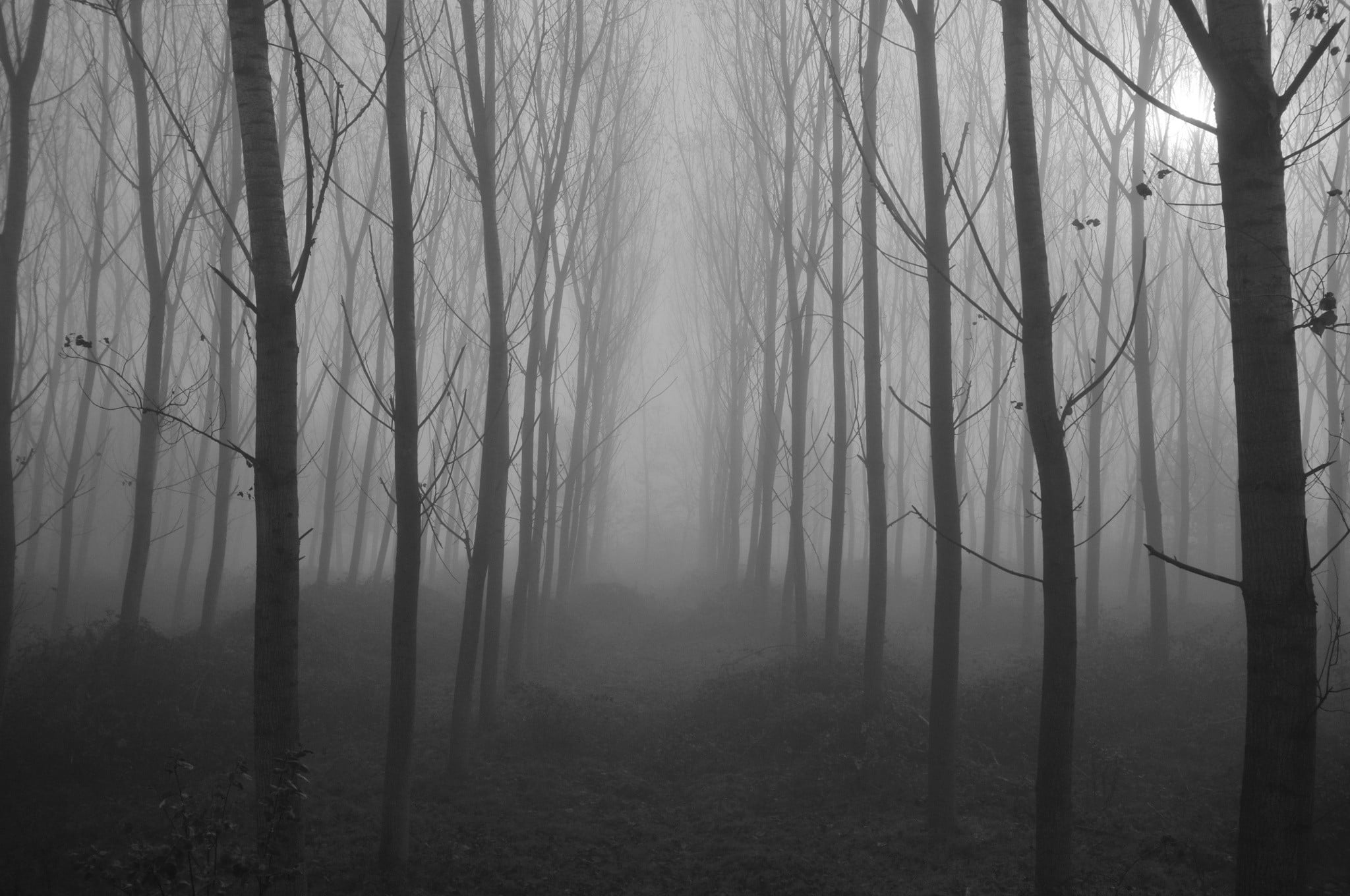 plant, no people, woodland, tree trunk, hazy, non-urban scene, black, landscape, framed, glass, scenics - nature, forest, environment, fog, tree, land, HD Wallpaper