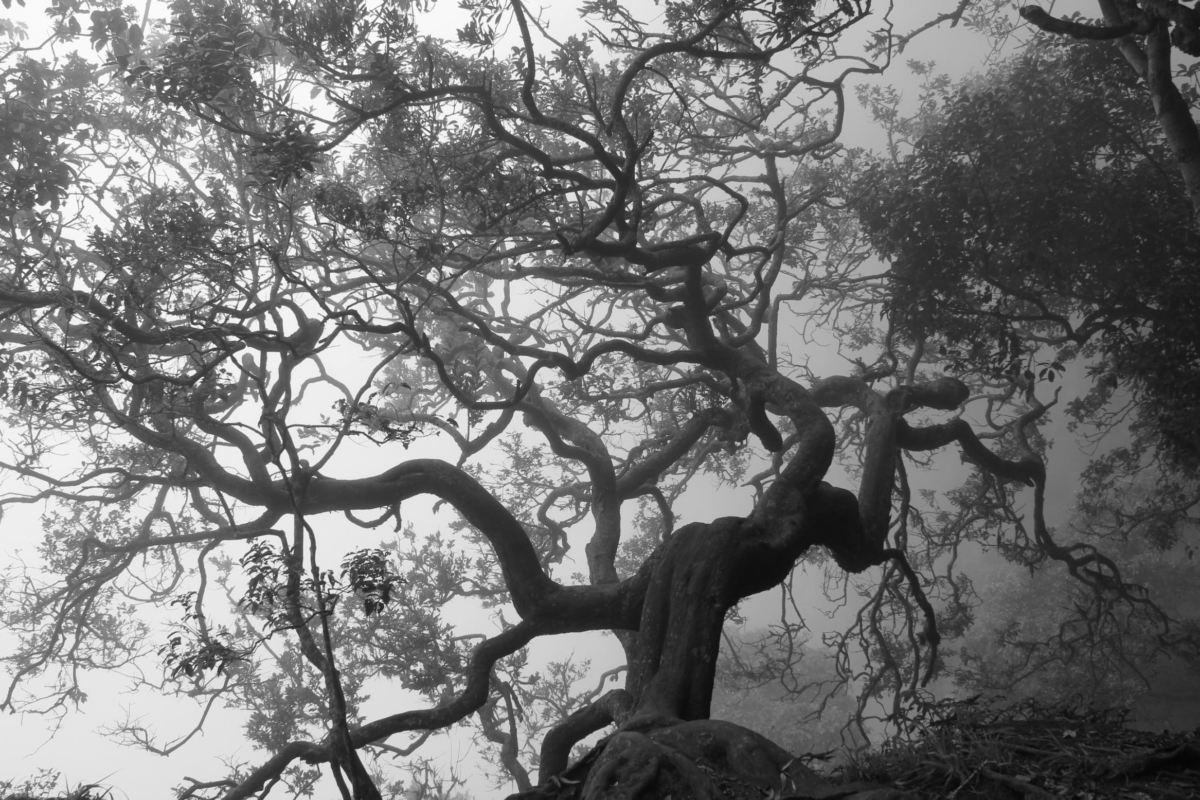spooky, growth, trunk, tree, scenics - nature, beauty in nature, outdoors, day, tree trunk, no people, bare tree, forest, tranquil scene, monochrome, plant, HD Wallpaper