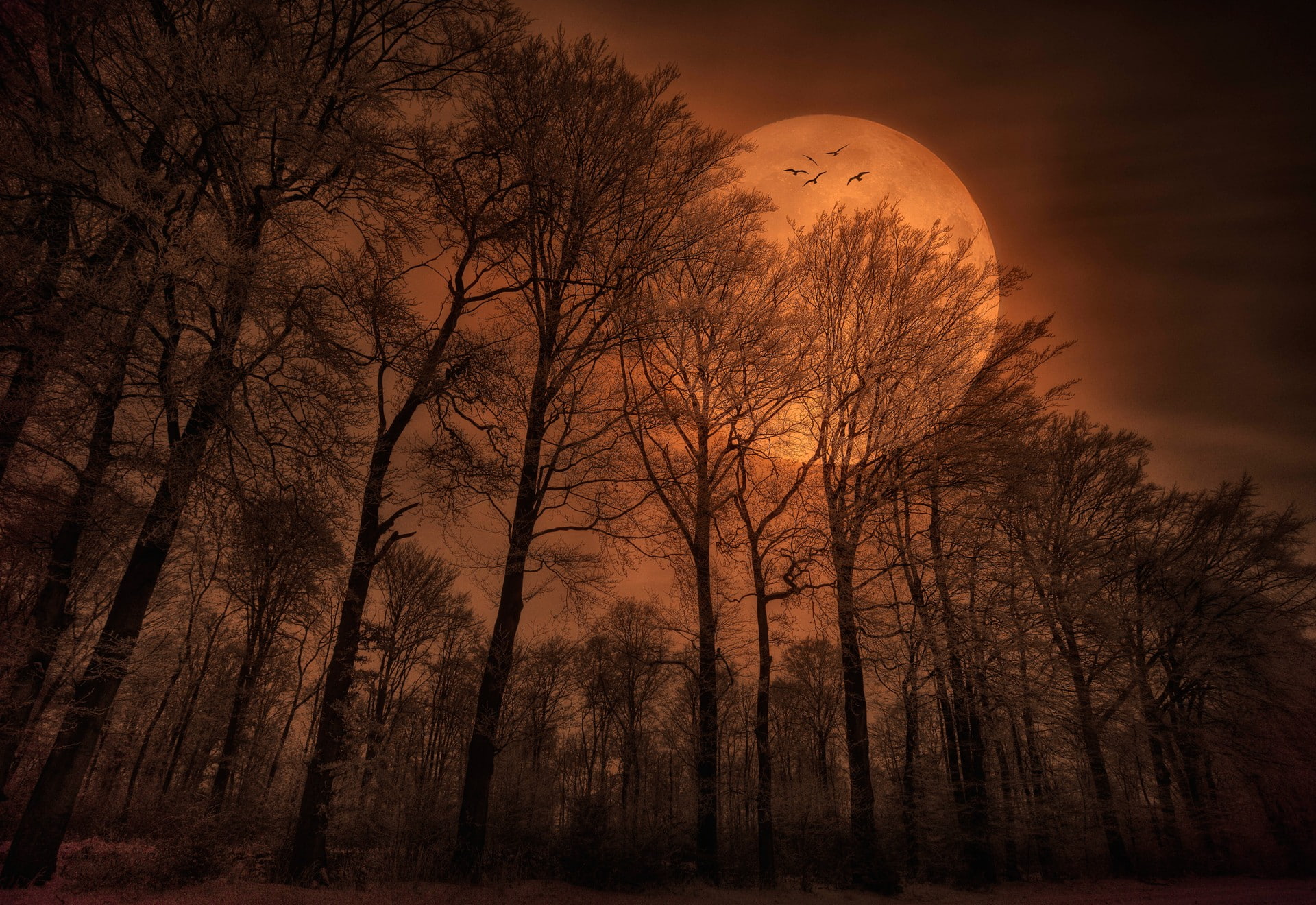 trees, 1080P, nature, spooky, monochrome, Moon, forest, HD Wallpaper