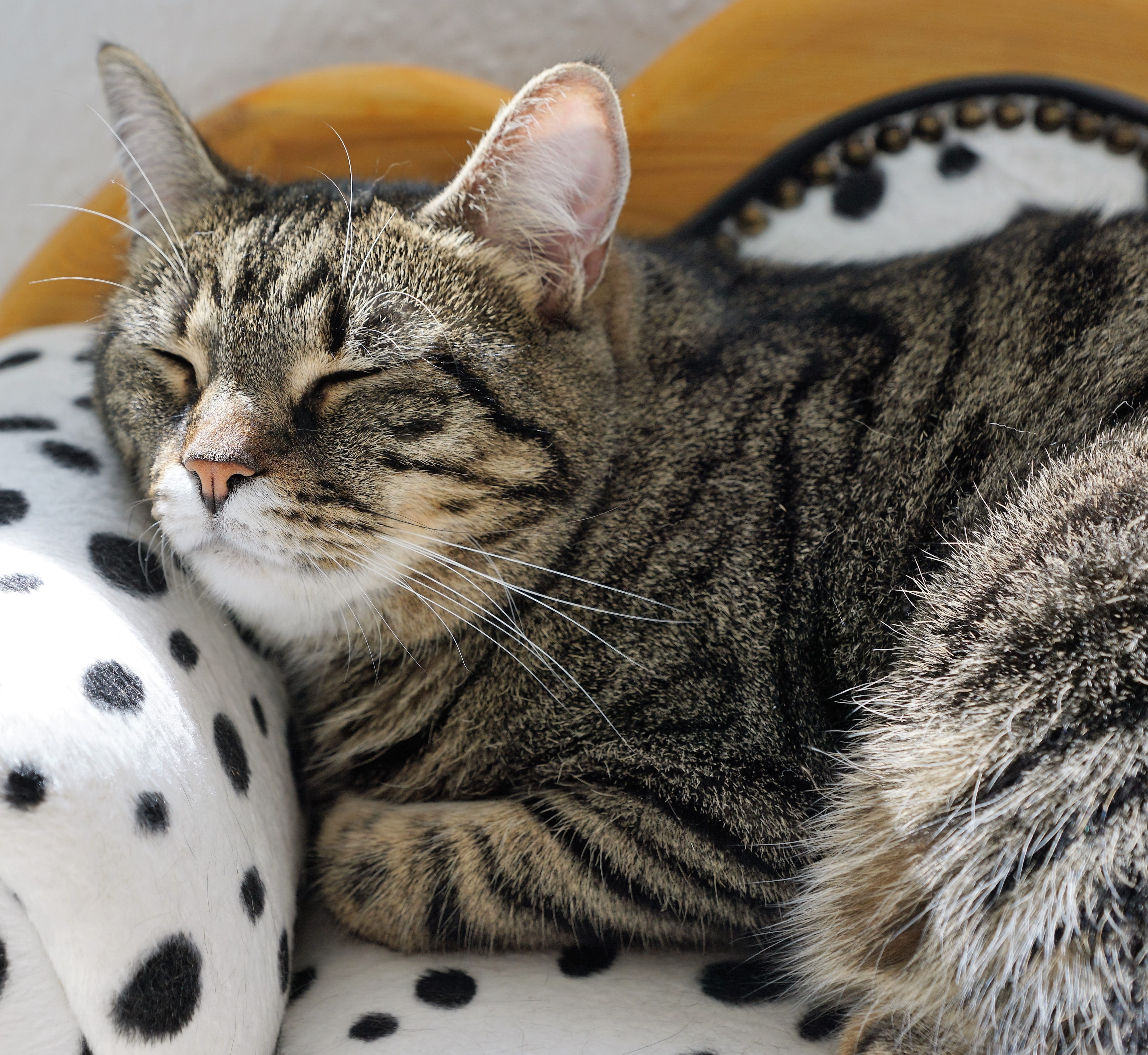 animal head, grey, feline, kitten, domestic animals, fabric, 4K, one animal, setup, dog, sleeping, stripes, sofa, stress, domestic, pets, sickness, tired, HD Wallpaper