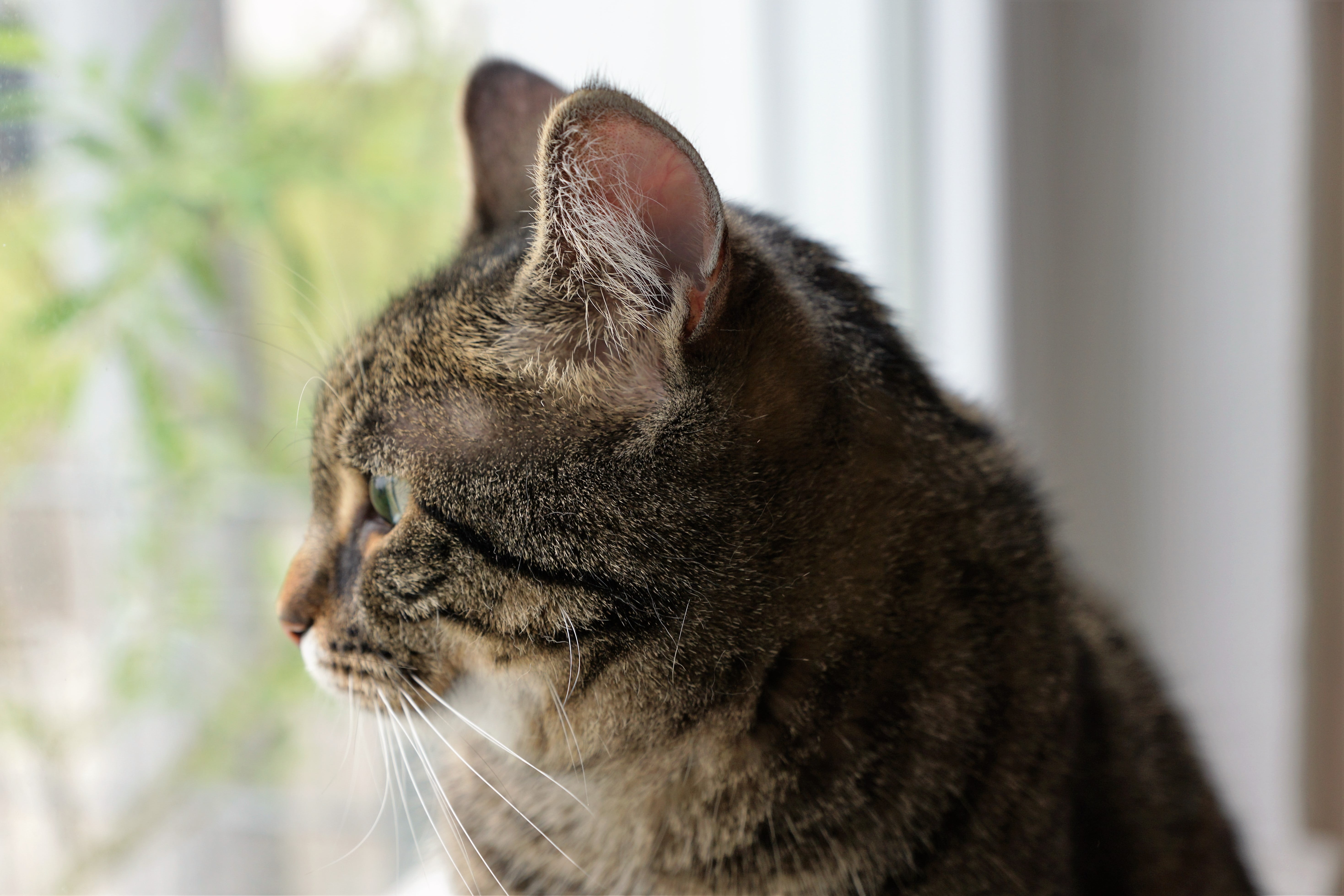 tabby, animal themes, indoors, domestic, pets, mammal, no people, snout, looking away, close-up, cats eyes, sickness, tigerle, vertebrate, burn out, one animal, HD Wallpaper