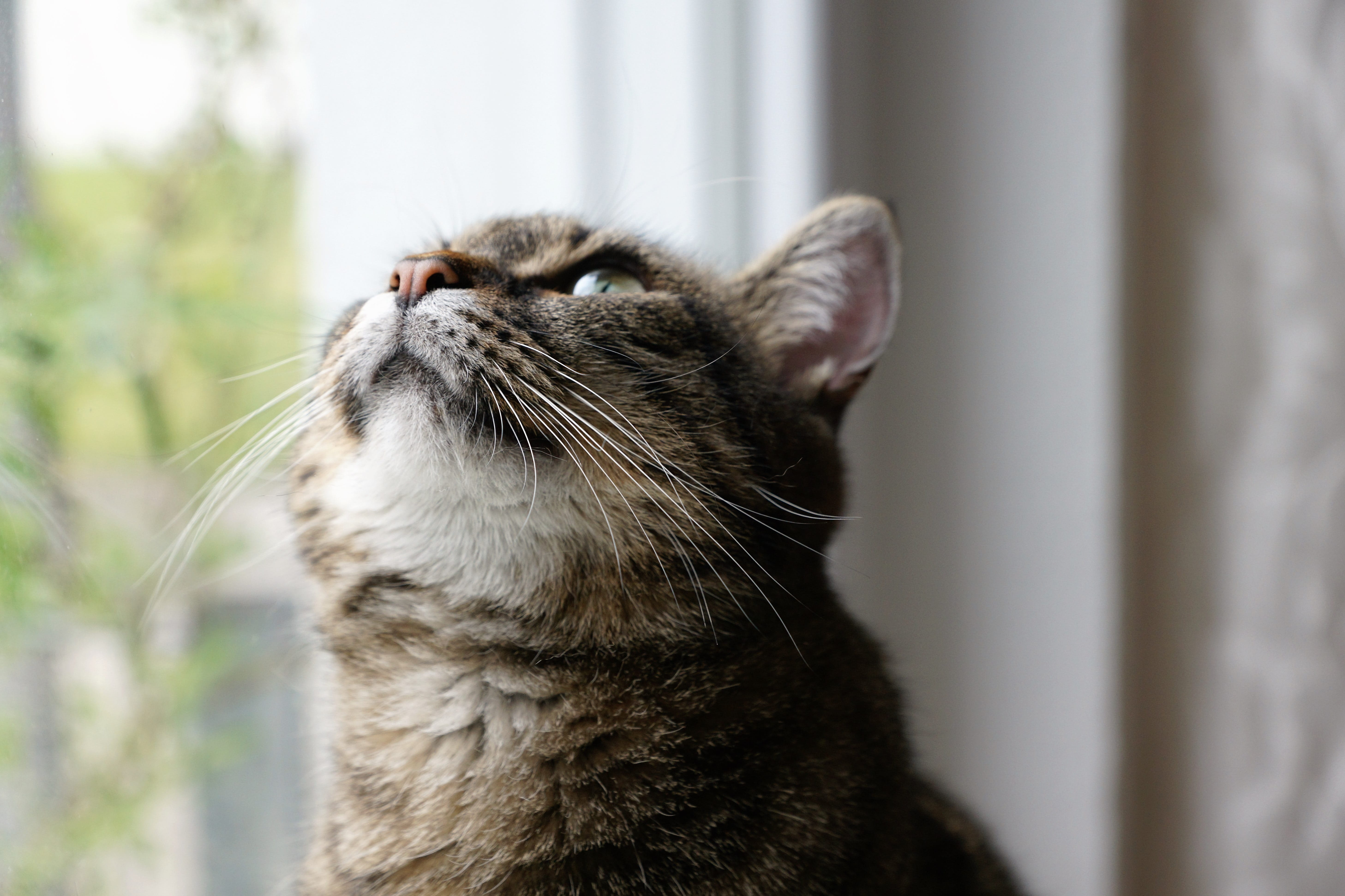 focus on foreground, animal nose, tigerle, young animal, gray, domestic cat, Pet, close-up, no people, mammal, tilt, snout, mouth open, looking up, view, HD Wallpaper