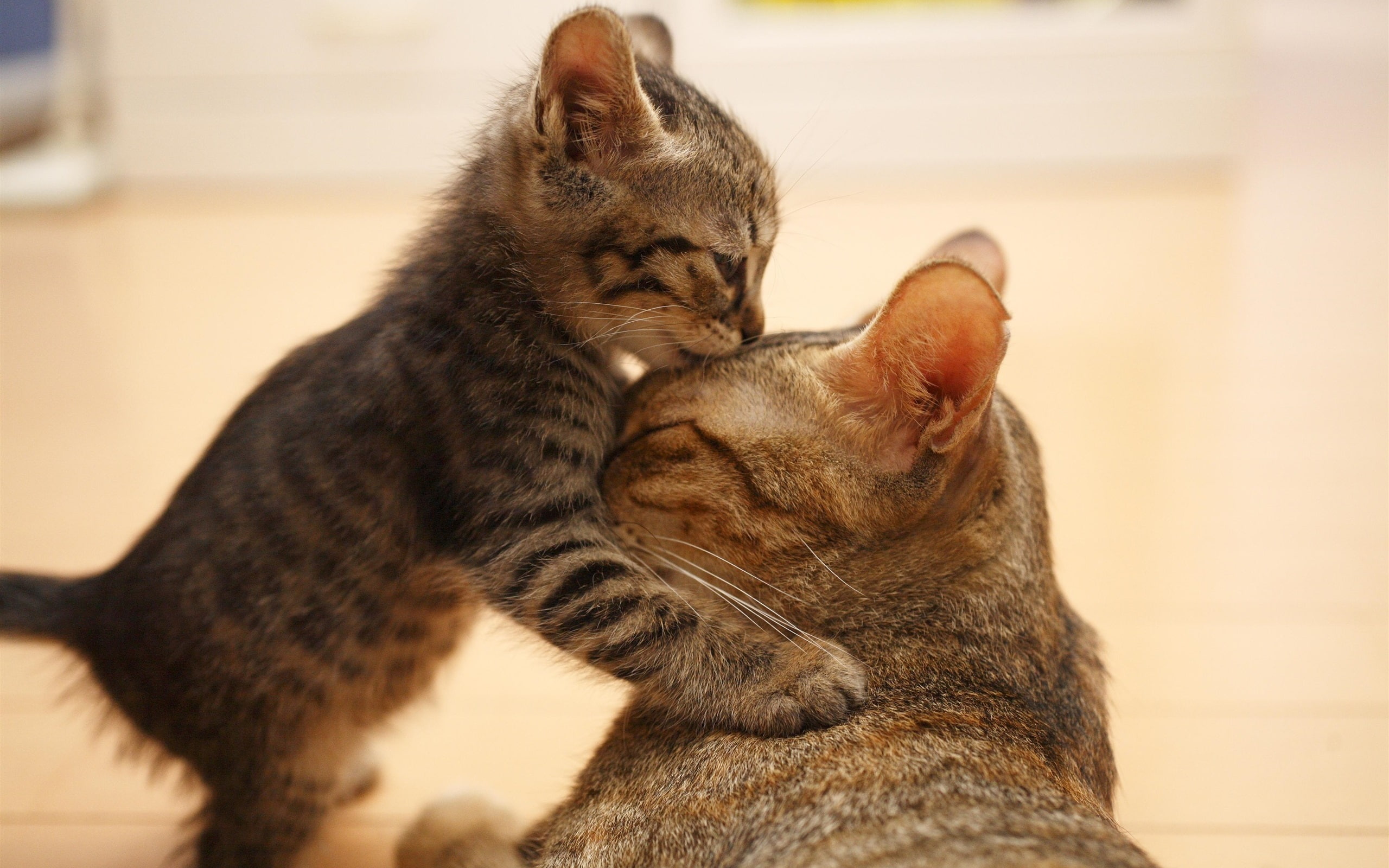 Family, two, coated, Kiss, Kitten, Cat, cats, gray, 2K, black, HD Wallpaper