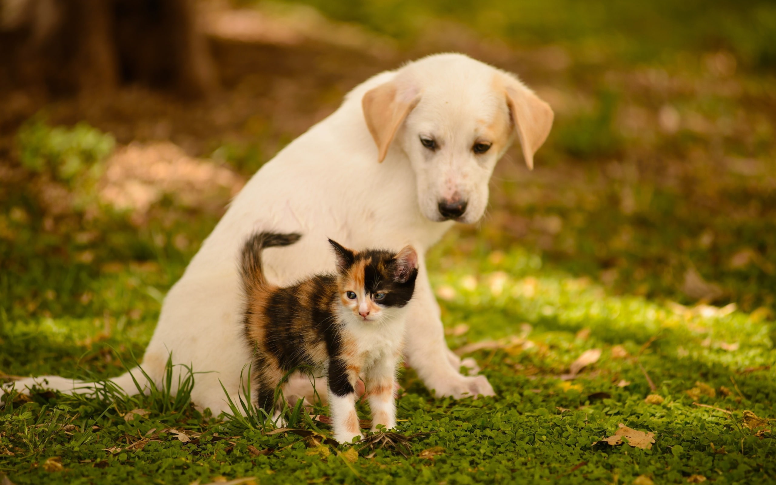 green, dog, 2K, friends, kitten, animals, cat, puppy, bokeh, HD Wallpaper