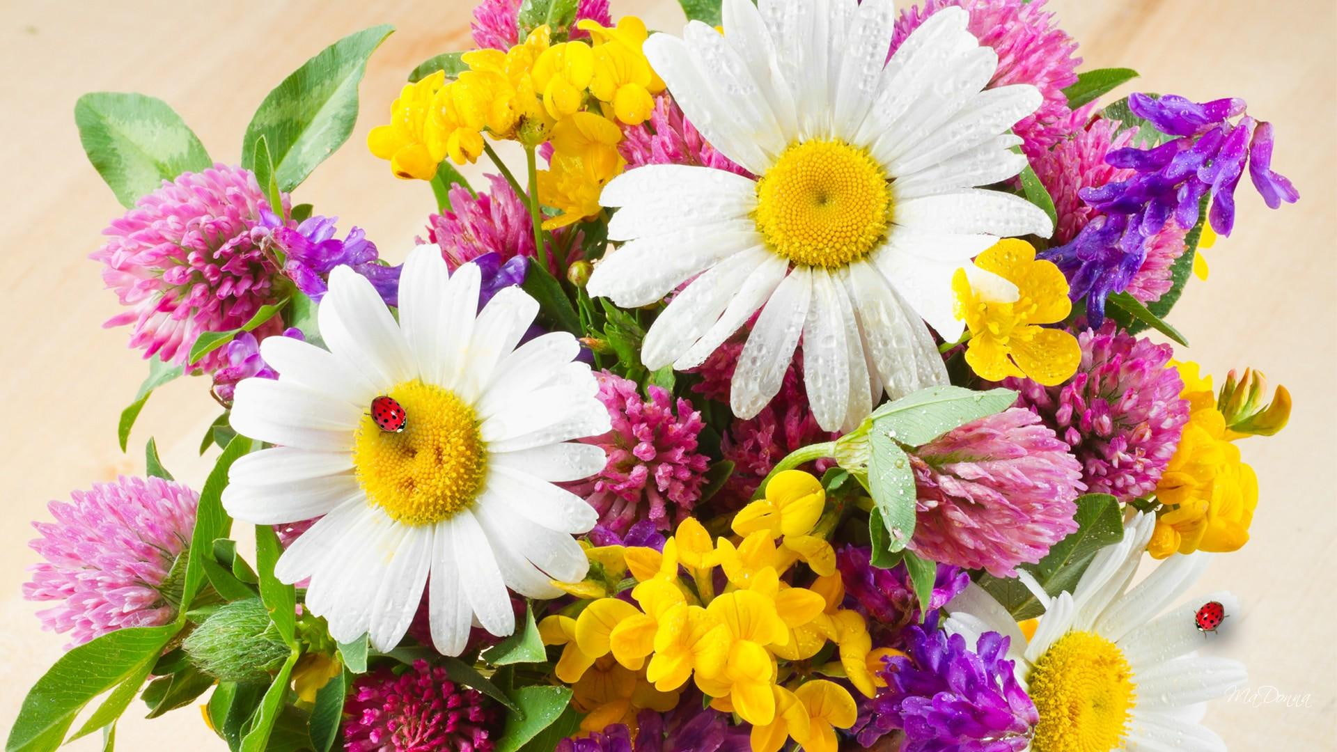 posy, flowers, 1080P, daisies, bouquet, wild, picked, corsage, lady bug, bright, clover, fresh, boutonniere, ladybugs, HD Wallpaper