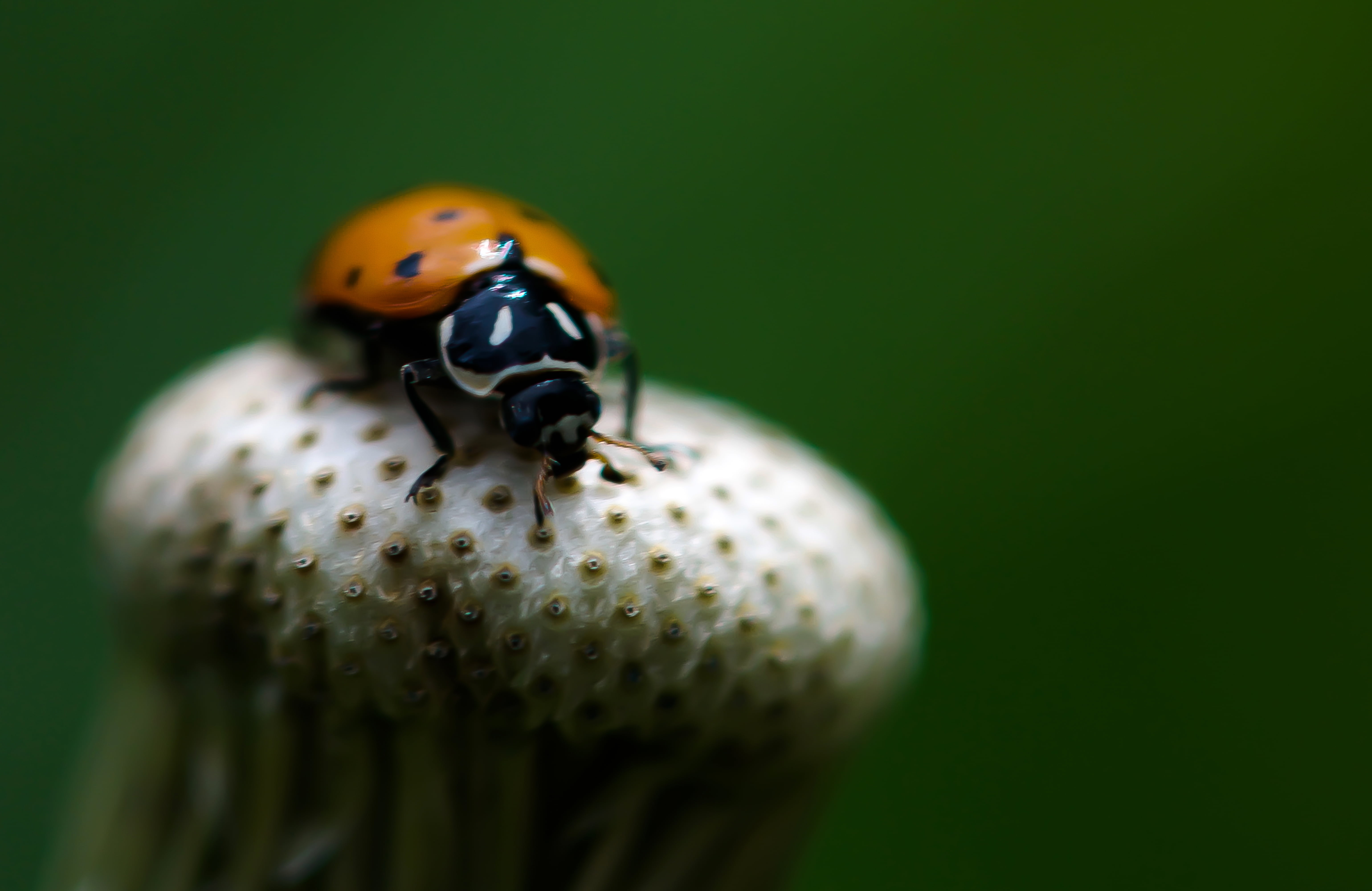 Macro, beetle, flower, Ladybird, spotted, ladybug, Nature, closeup, plant, insect, petaled, Bug, green Color, Hike, Spring, close-up, 5K, Ladybug  ladybug, HD Wallpaper