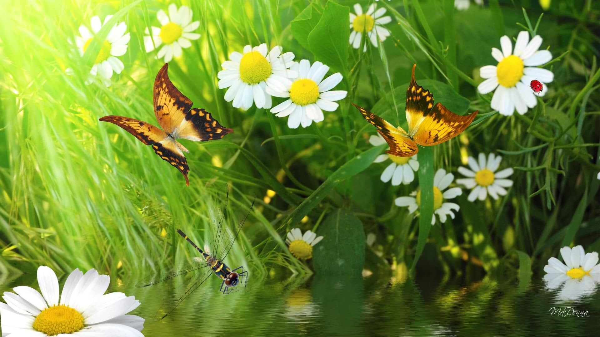butterflies, field, country, green, grass, daisies, lady bug, spring, 1080P, fresh, ladybug, summer, river, HD Wallpaper