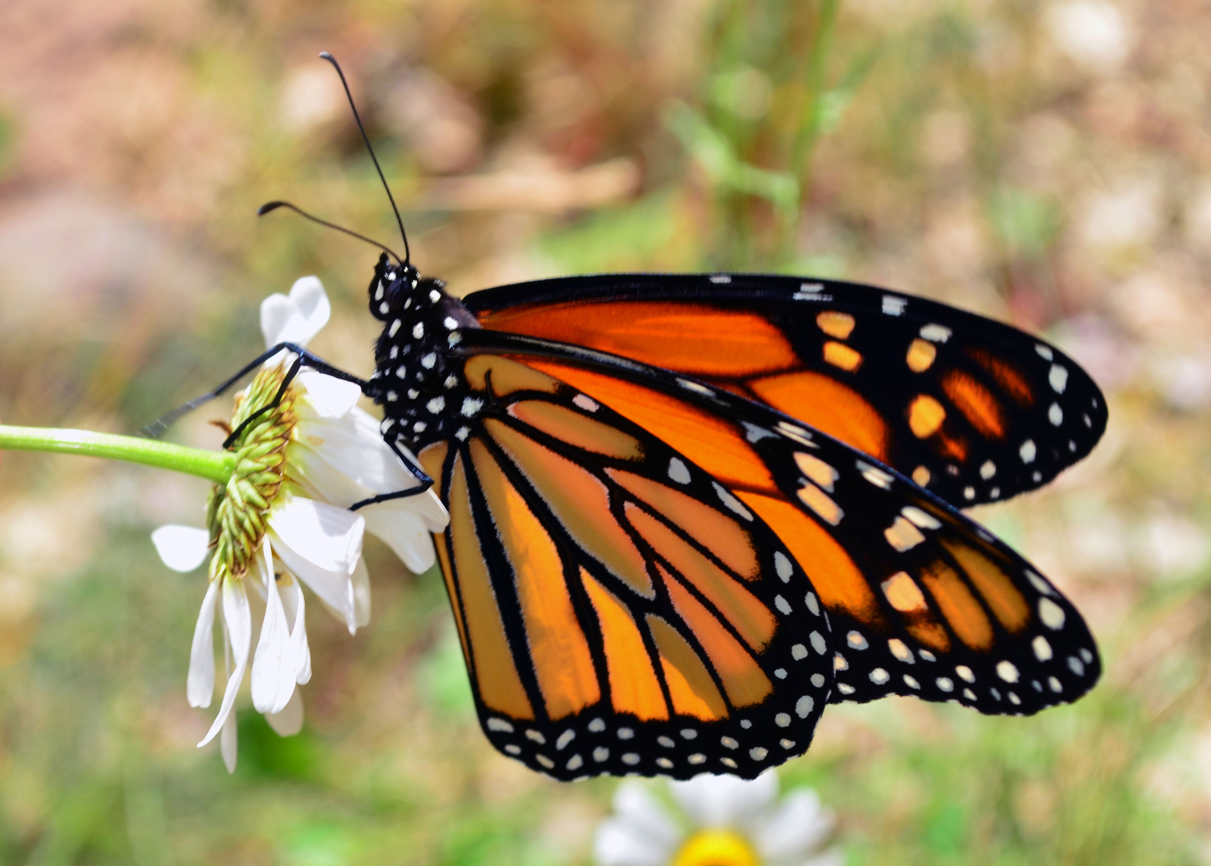 monarch, wings, white, chrysalis, Oxeye daisy, wildflower, animal, U.S. Fish and Wildlife Service, Midwest Region, flower, butterfly, 4K, Wisconsin, plexippus, HD Wallpaper