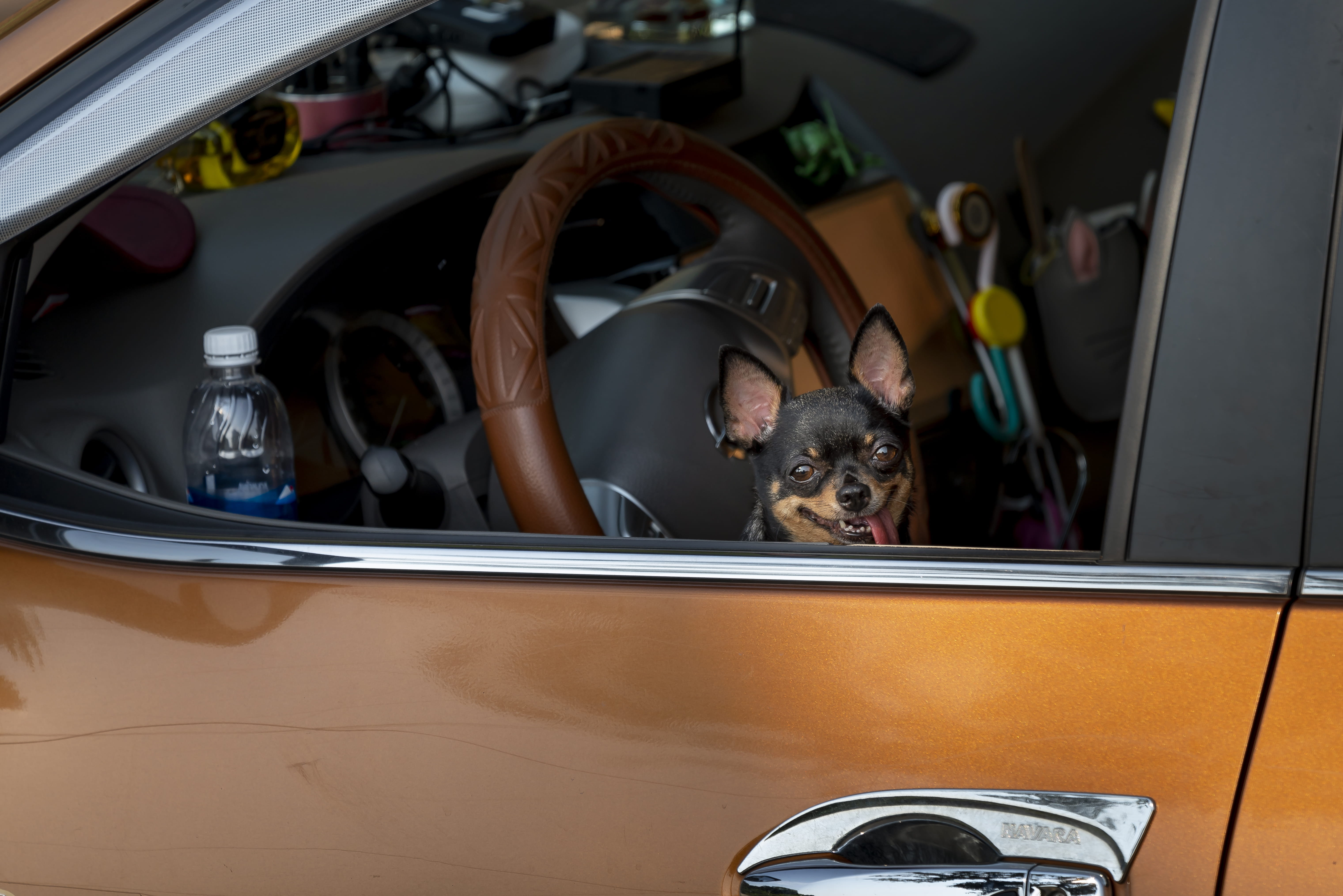 automobile, window, animal head, speedometer, automotive, dog, glass - material, domestic animals, transportation, driver, brown, domestic, transportation system, HD Wallpaper