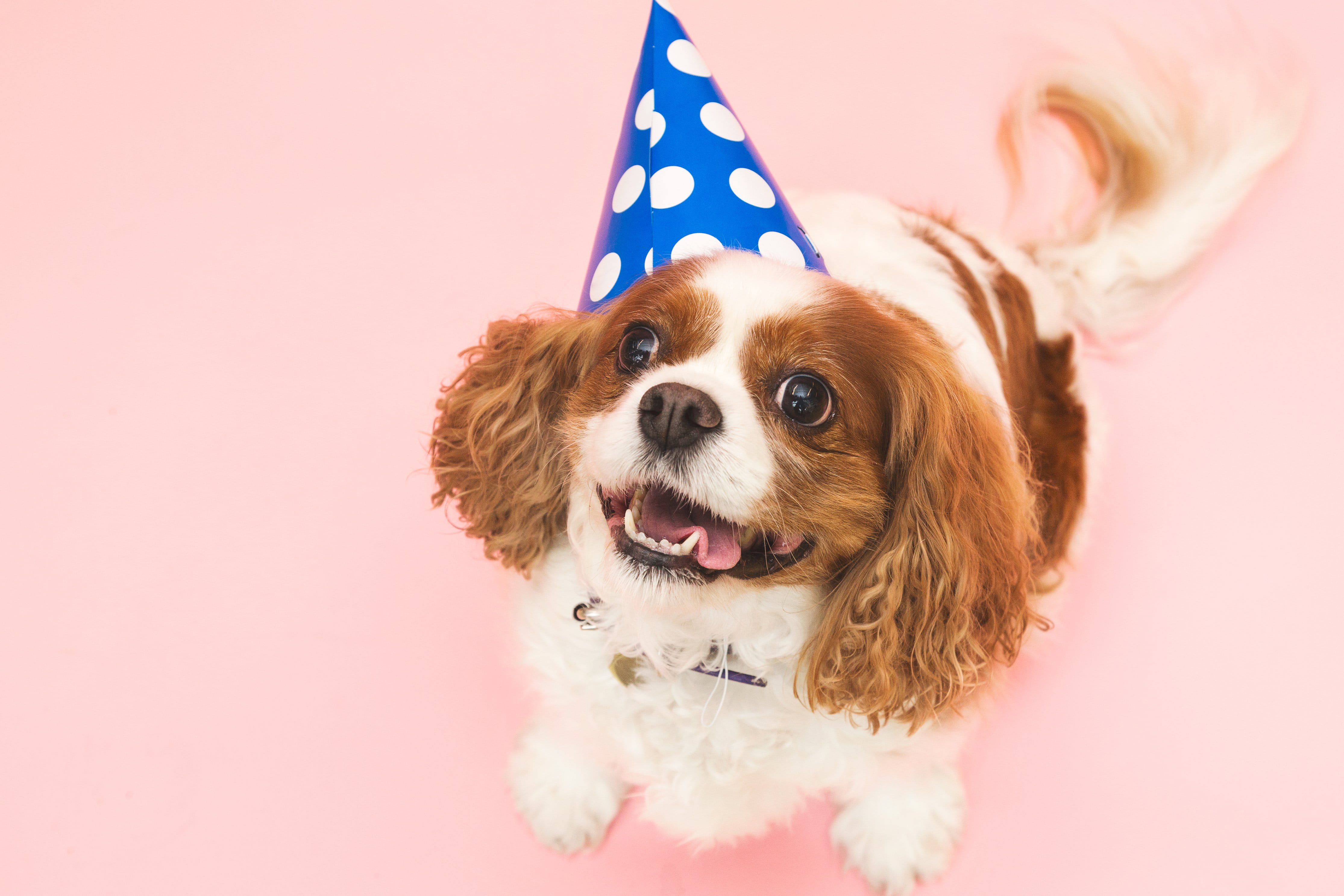 Animals, Funny, Celebrate, lap dog, Portraits, domestic, flag, domestic animals, Happy Birthday, clothing, canine, portrait, photo, celebration, Pets, pet clothing, HD Wallpaper