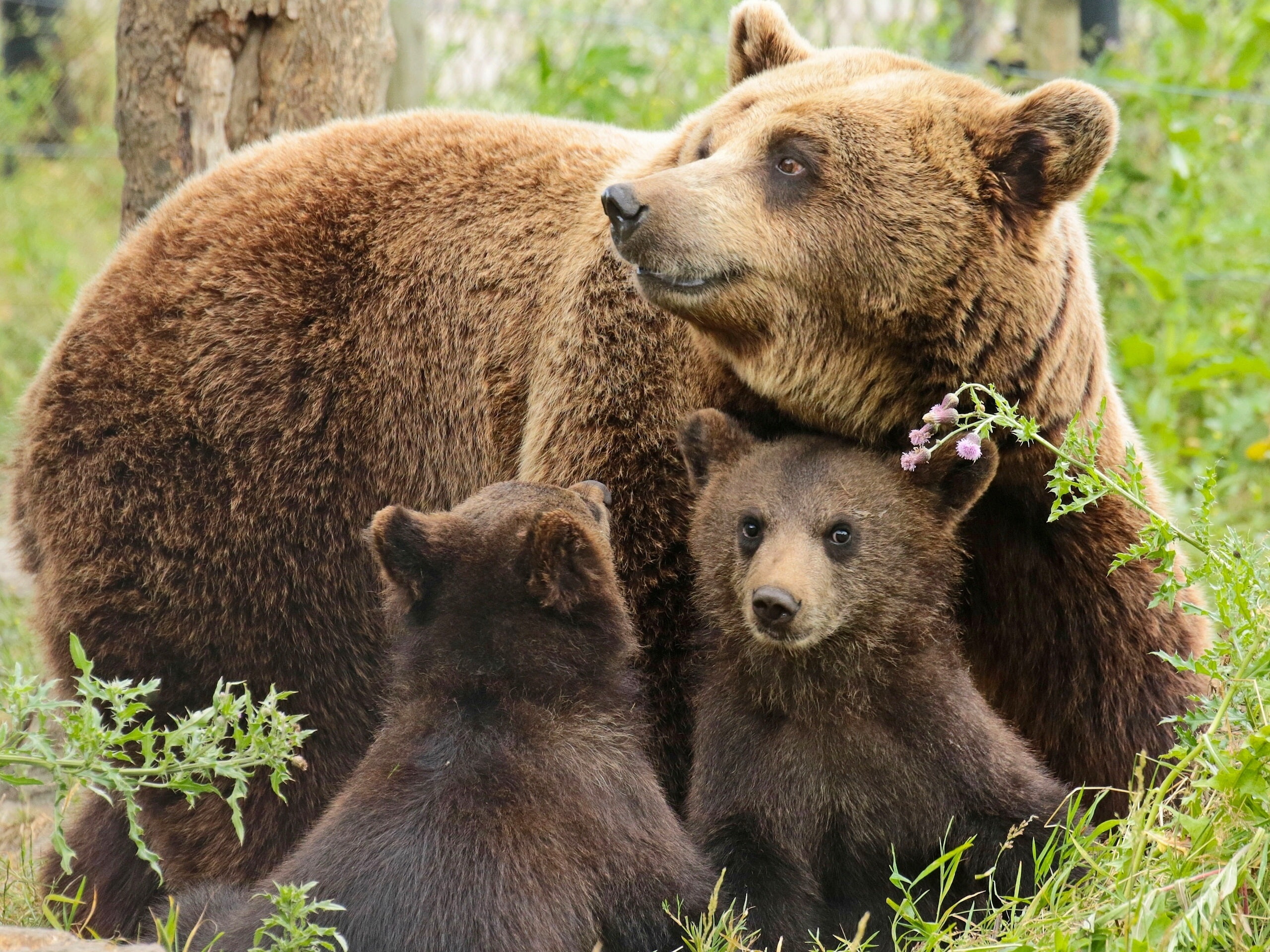 Two, Mother, Bears, Family, 2K, Cubs, HD Wallpaper
