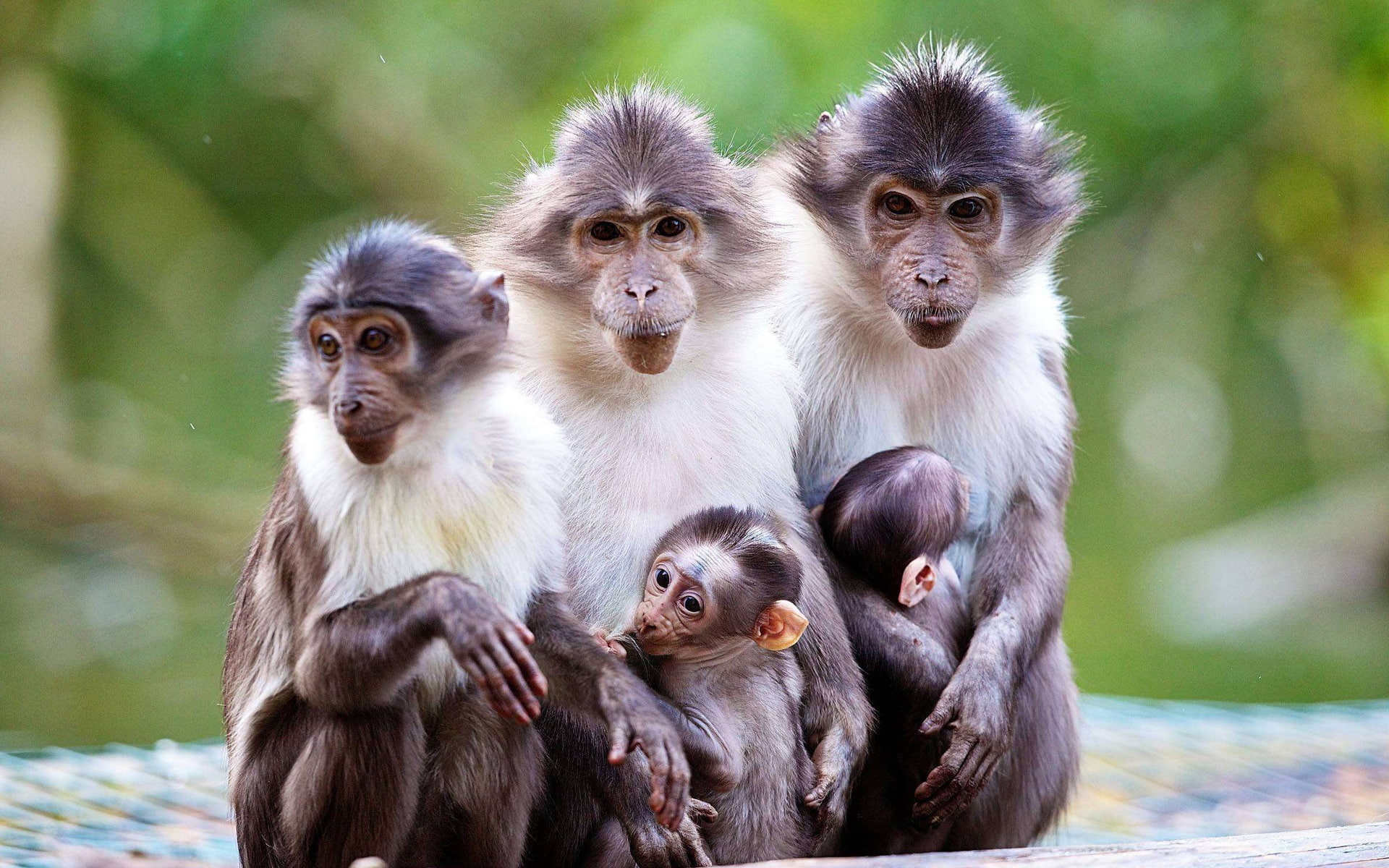 Animals, 1080P, Monkey, Family, Baby, Mother, HD Wallpaper