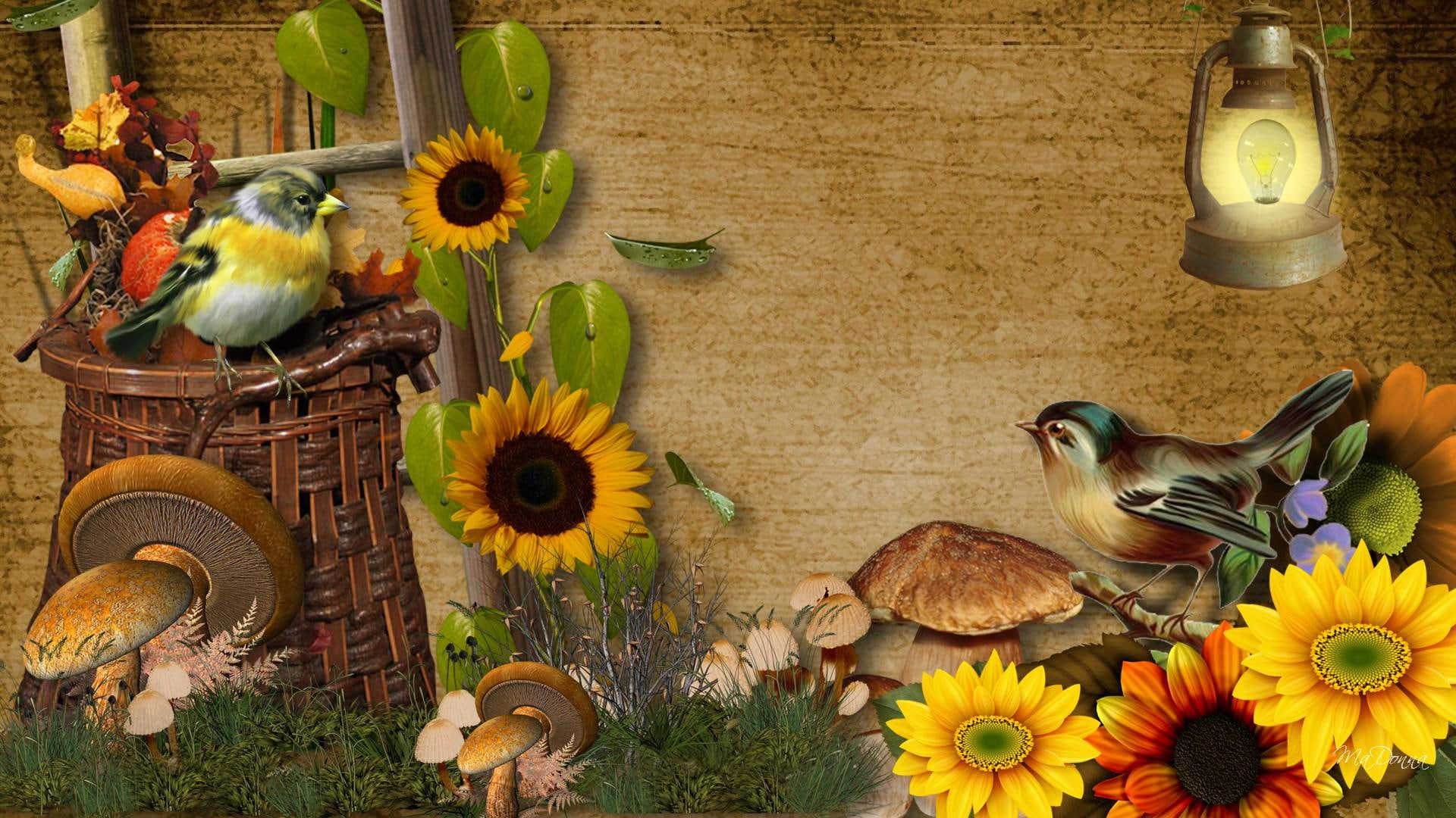 mushroom, daisies, beginning, harvest, brown, flowers, leaves, fall, grass, 1080P, lamp, late, harves, toad stools, season, HD Wallpaper