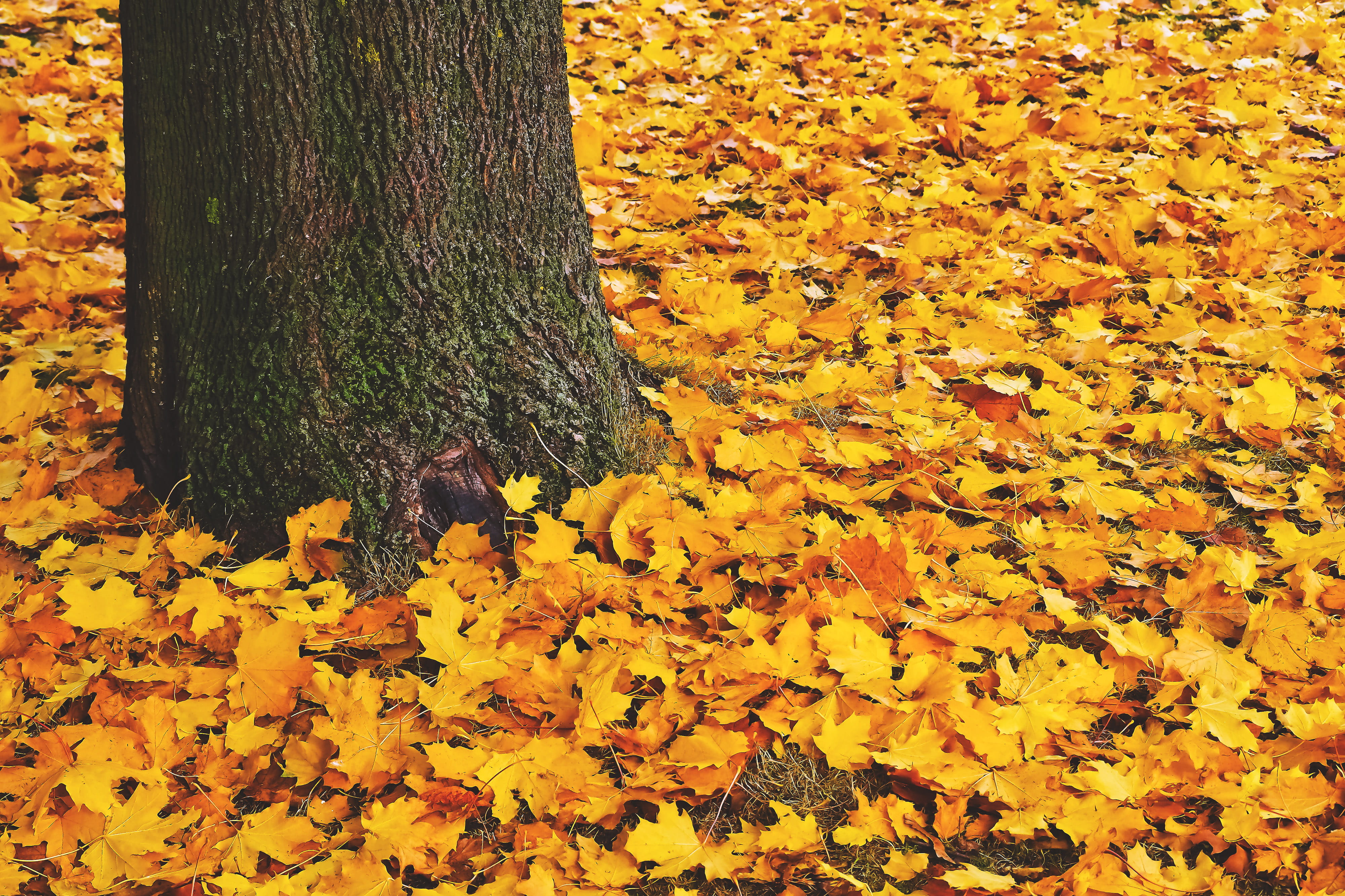 bark, abundance, red, colors, woodland, maple leaf, orange Color, nature, flowering plant, season, falling, leaves, natural, yellow, tree, day, gold Colored, HD Wallpaper