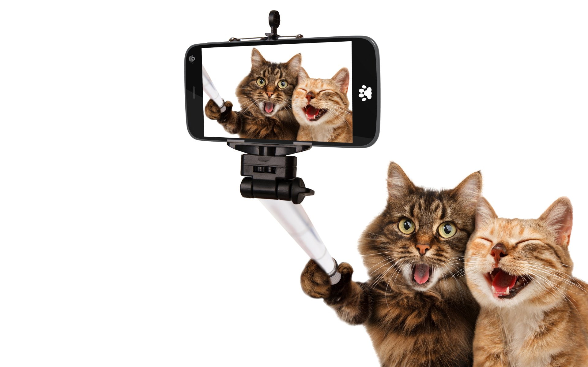 1080P, Cats, Selfie, Funny, Cat, HD Wallpaper
