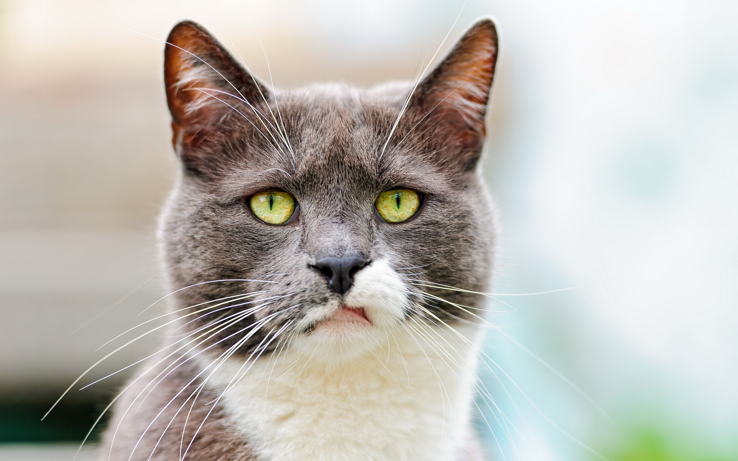 Surprisingly, Cat, Annoying, 2K, HD Wallpaper