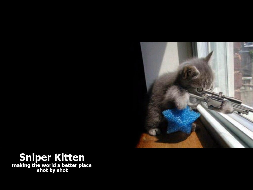 funny, cats, 480P, hd, sniper, art, animals, x, HD Wallpaper