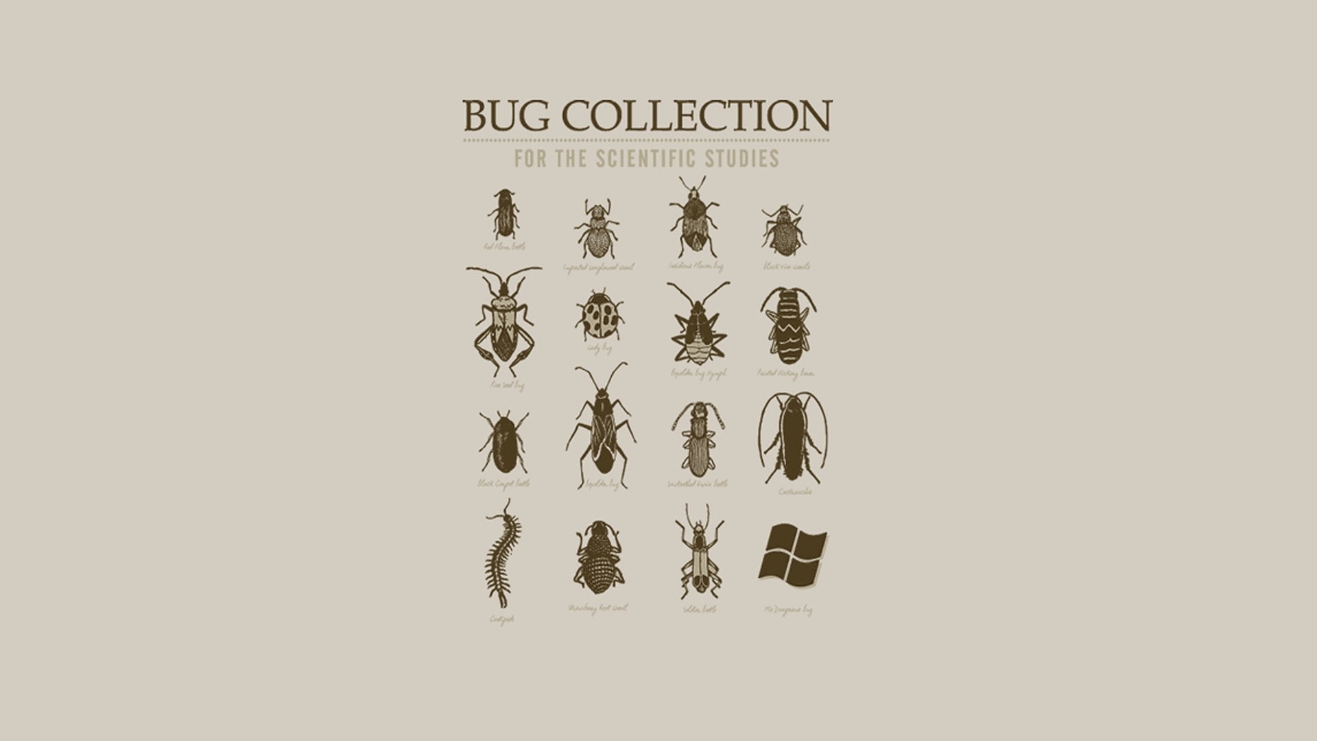 fun, 1080P, x, artwork, bug, art, minimalistic, animals, microsoft, bugs, hd, windows, HD Wallpaper