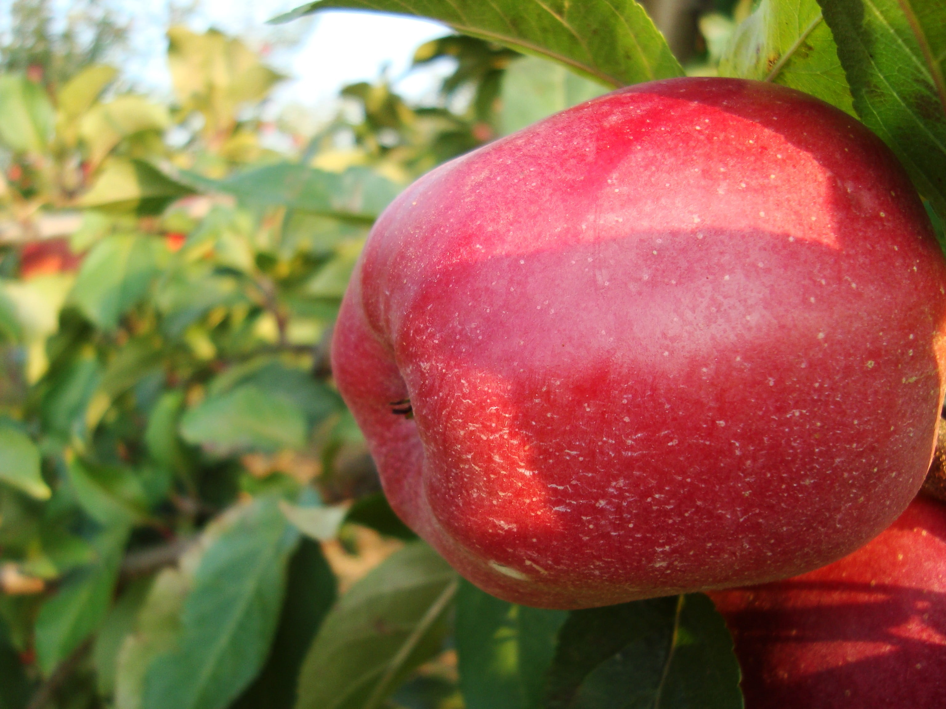 healthy eating, food, wellbeing, nature, close-up, leaf, ripe, tree, food and drink, plant, 2K, plants, outdoors, apple - fruit, green color, fruit, no people, HD Wallpaper