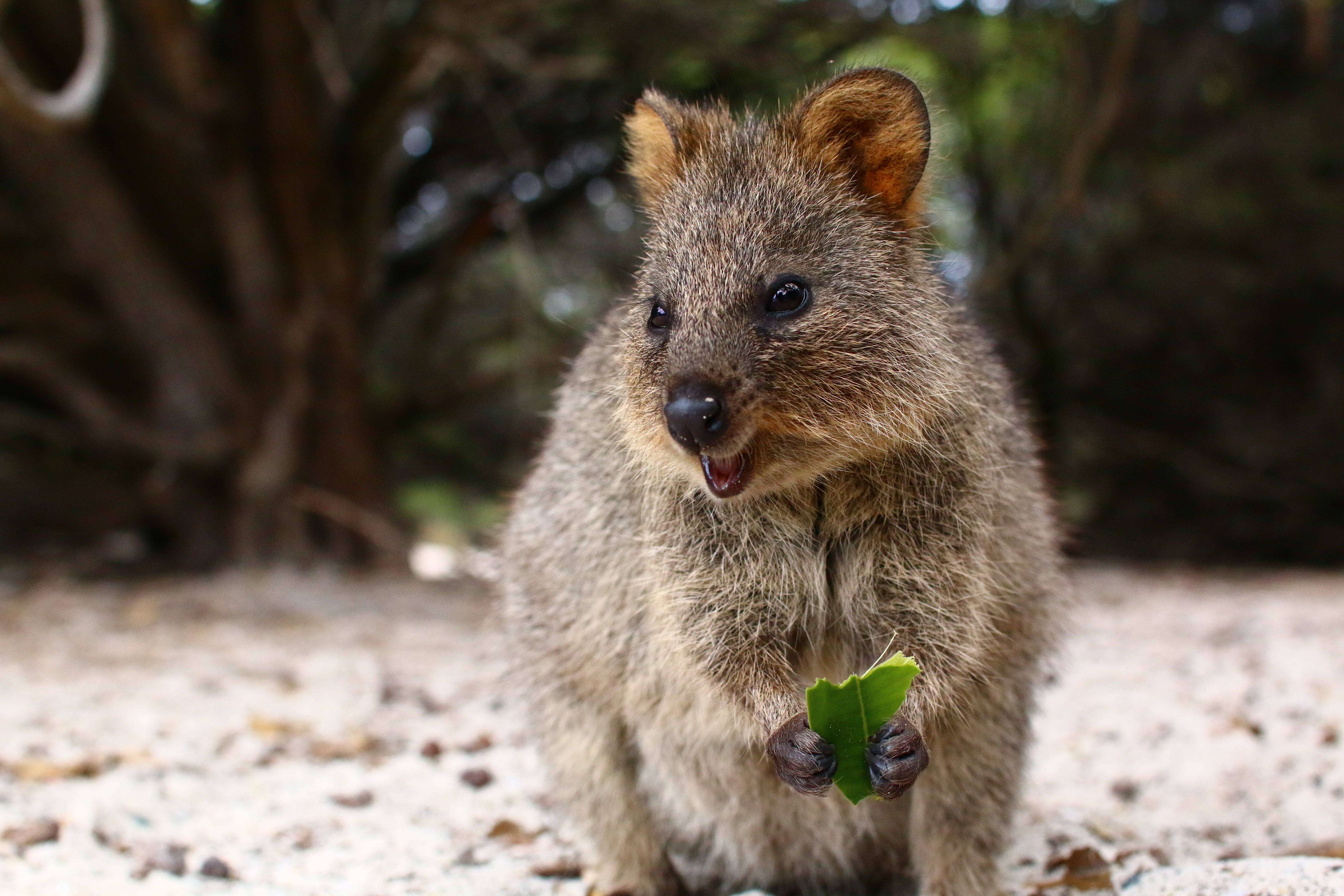 focus on foreground, quokka, looking at camera, animal, vertebrate, one animal, day, standing, brown, food, land, close-up, mammal, animal head, animal themes, HD Wallpaper