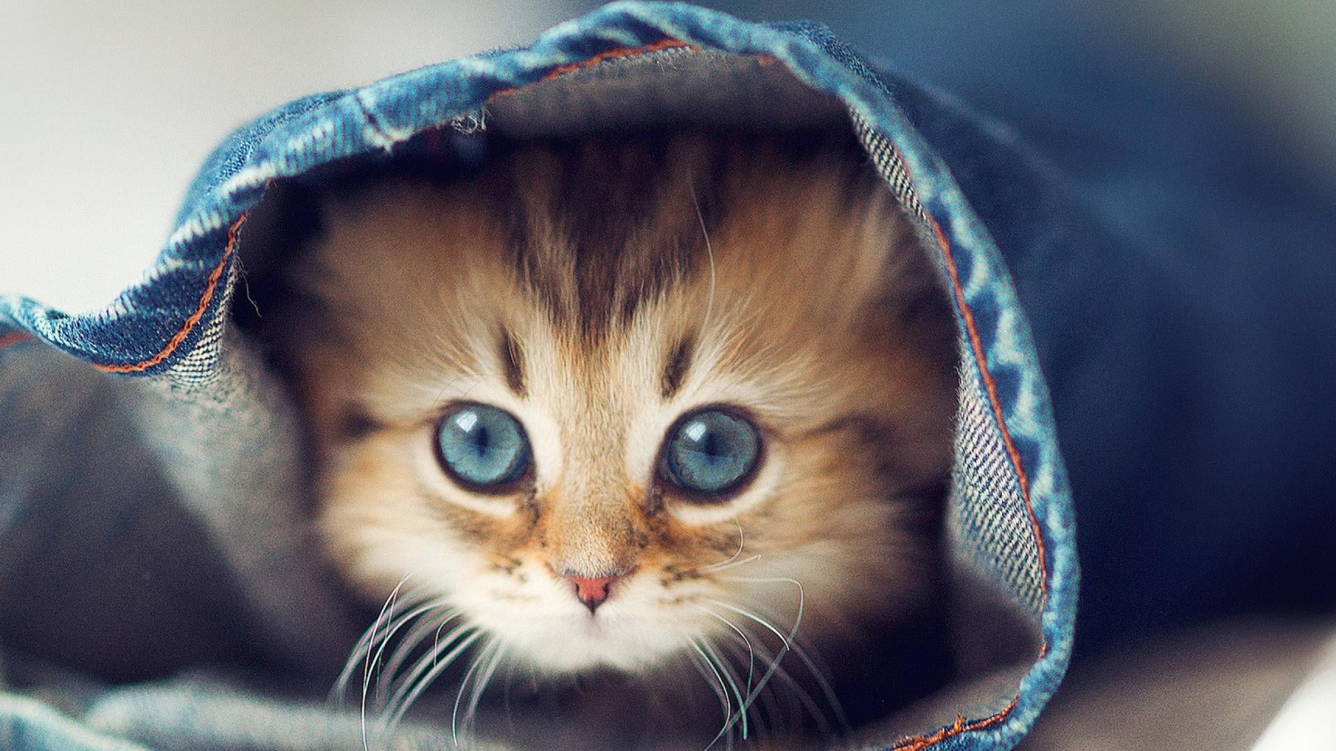 whisker, eye, looking at camera, indoors, animal themes, animal eye, domestic cat, animal head, jeans, domestic animals, animals, portrait, funny cat, 1080P, HD Wallpaper