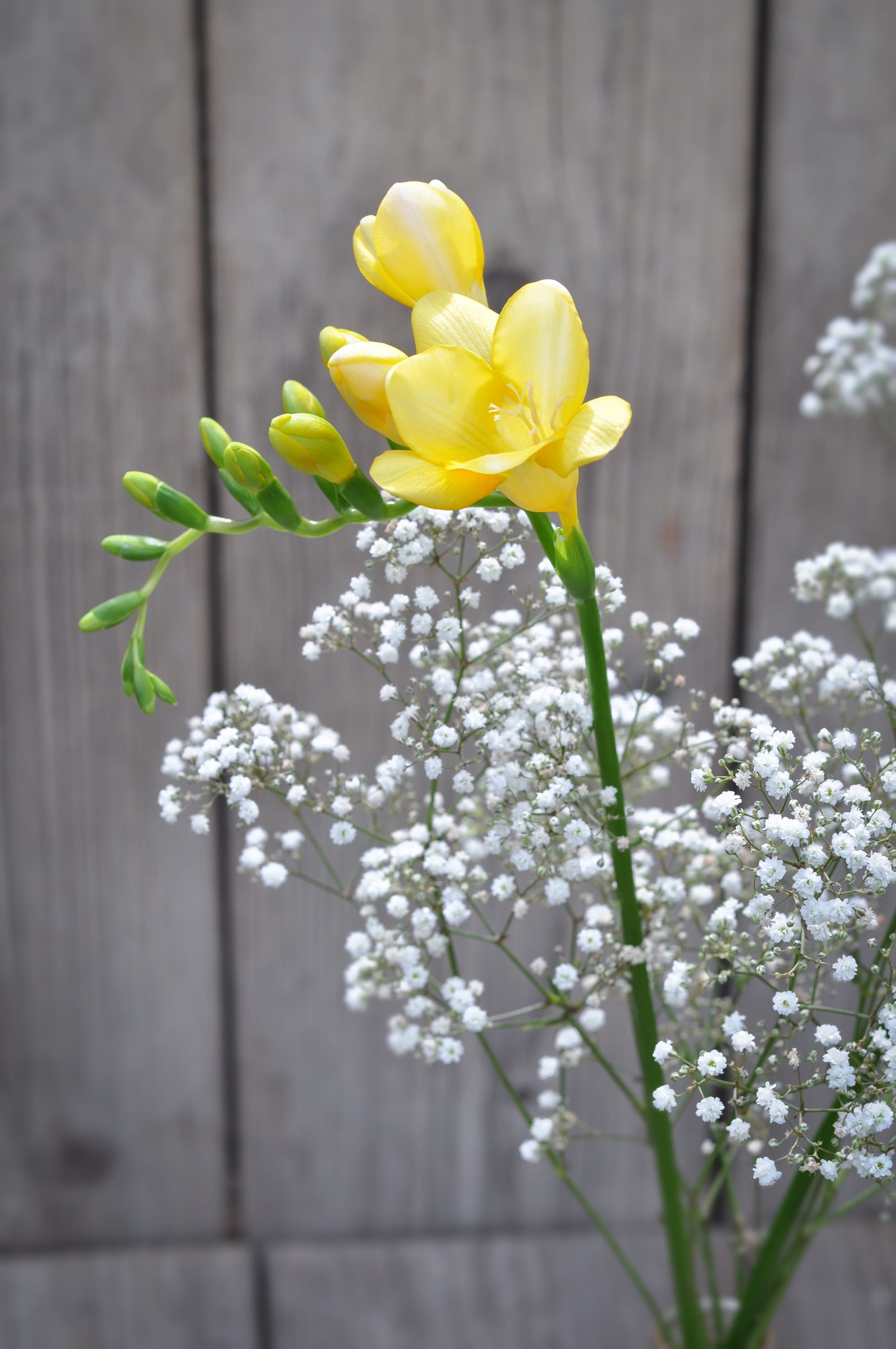 beauty in nature, close, day, petal, nature, Flower, schnittblume, vulnerability, 2K, flowers, growth, blossom, white, spring, yellow flower, Yellow, no people, Phone HD Wallpaper