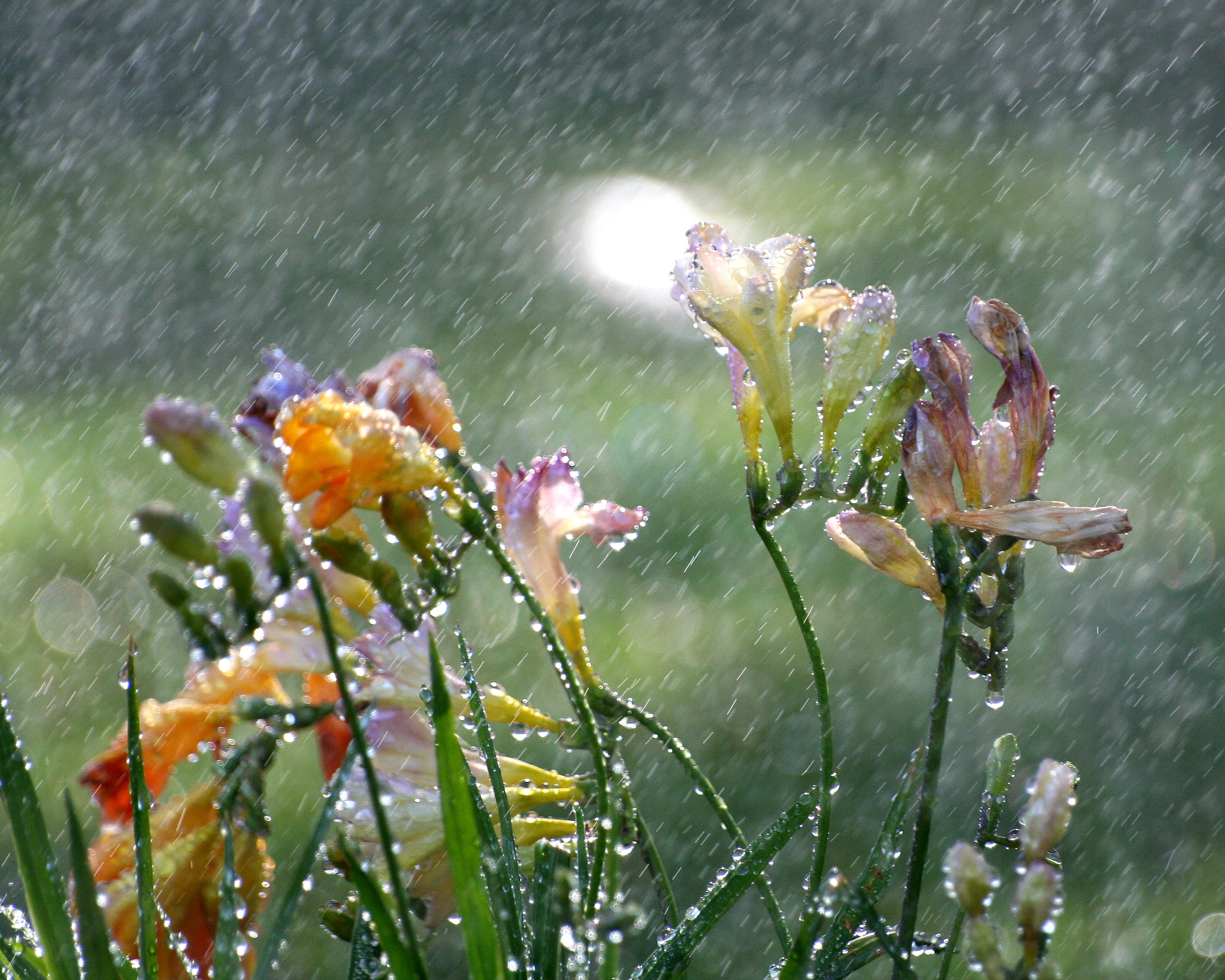 summer, California, lot, blooms, water, beauty In Nature, nature, USA, dew, sia, drops, drop, pink, in the Rain, plant, light, freesia, bokeh, John Morgan, HD Wallpaper