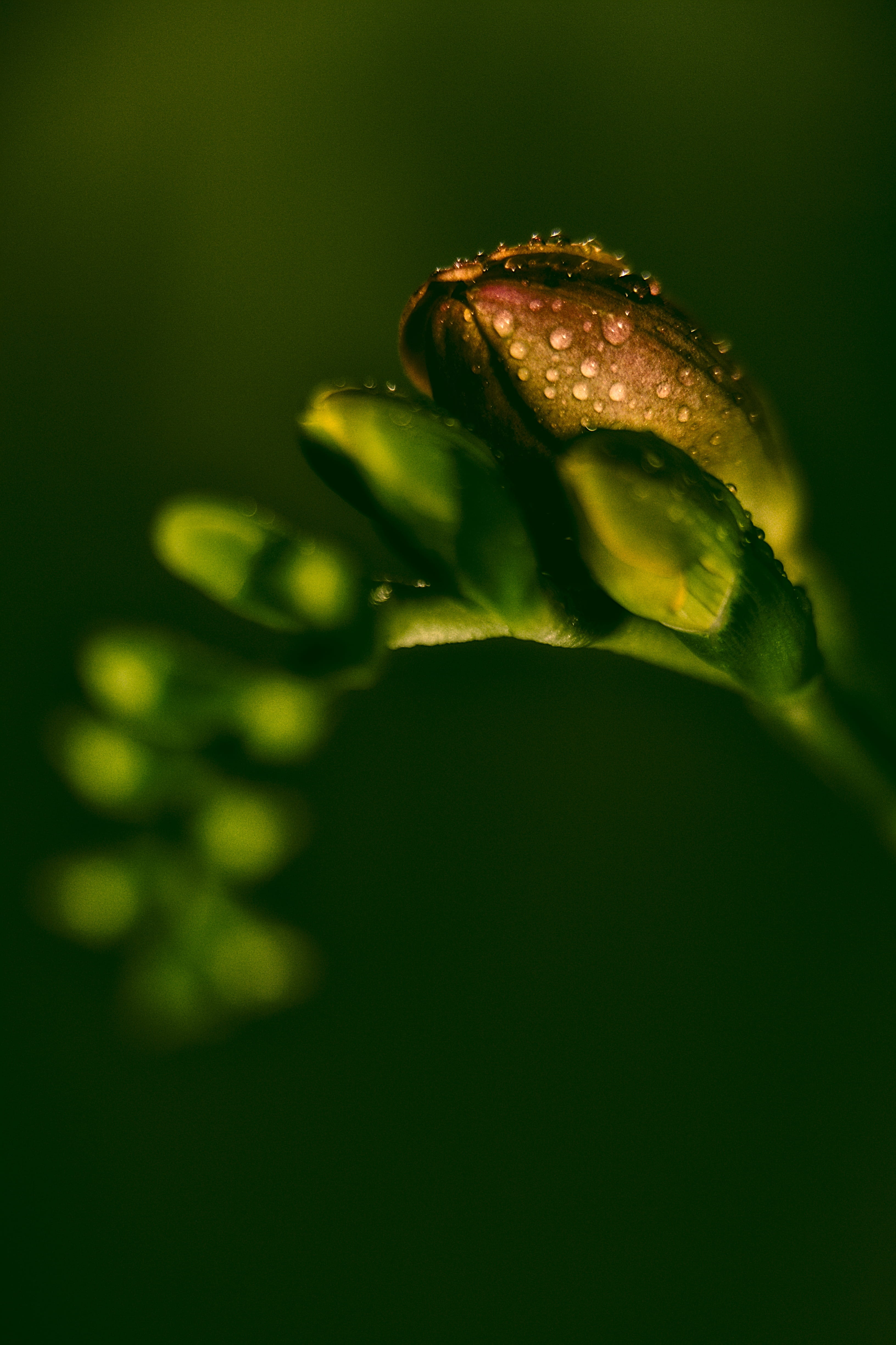 flowering plant, drop, selective focus, blossom, summer flowers, vulnerability, nature, freshness, botany, 4K, studio shot, beauty in nature, sepal, bud, Phone HD Wallpaper