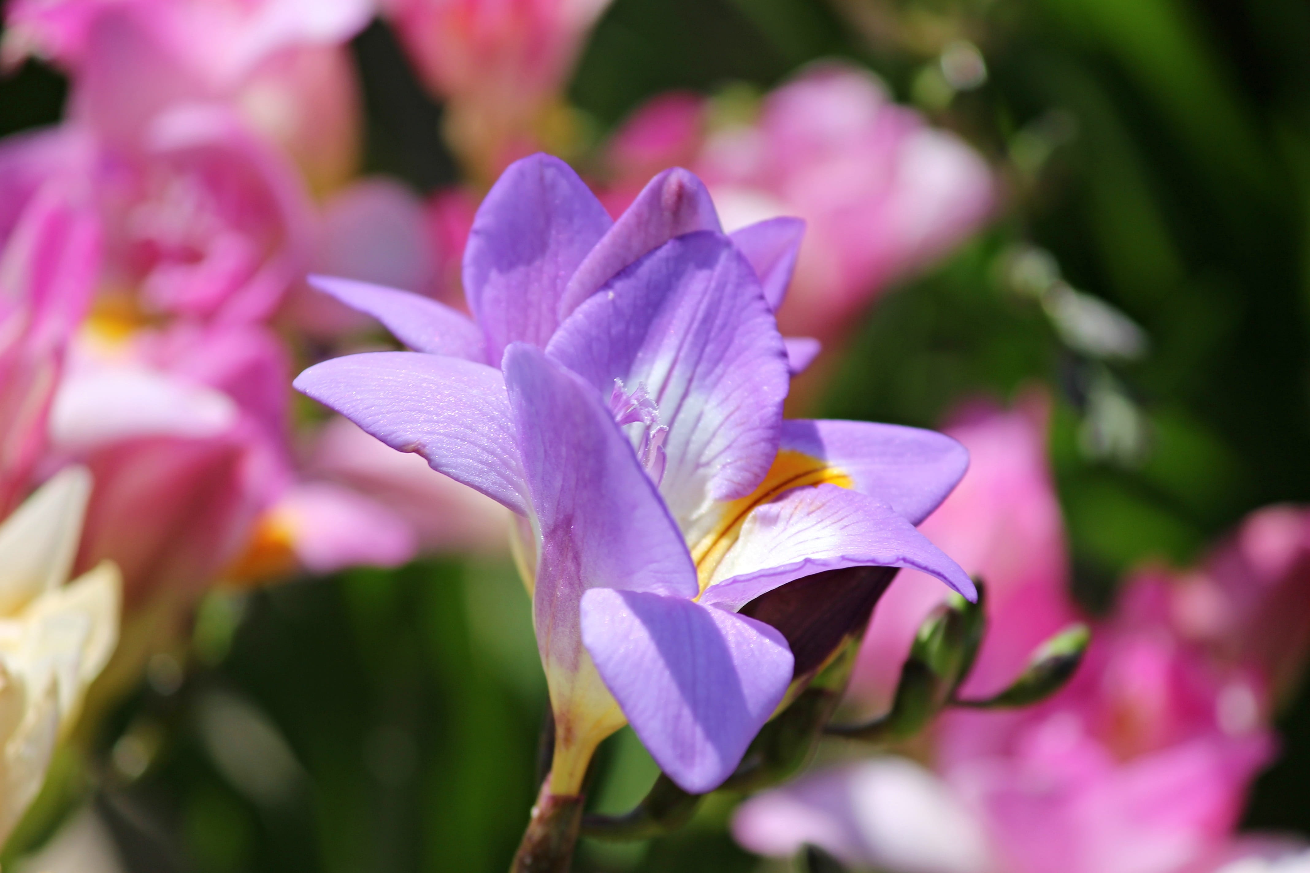 colorful flowers, flowering plant, purple, close-up, schnittblume, summer, flower bed, springtime, flower, floral decorations, focus on foreground, flower head, HD Wallpaper