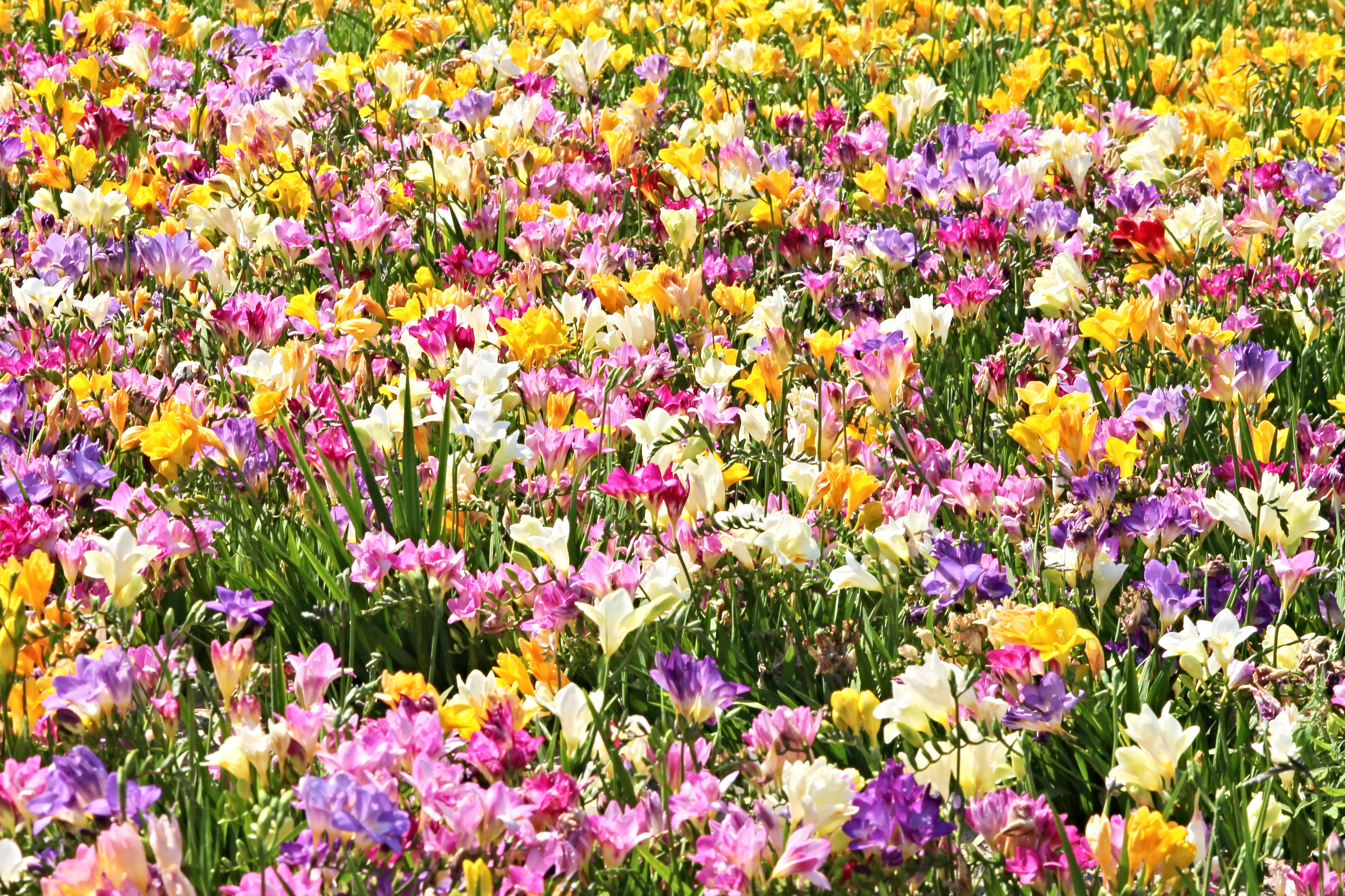 outdoors, blossomed, flowerbed, holland, colorful, blütenmeer, growth, sea of flowers, cut flowers, field, plant, flowers, bloom, day, backgrounds, freshness, HD Wallpaper