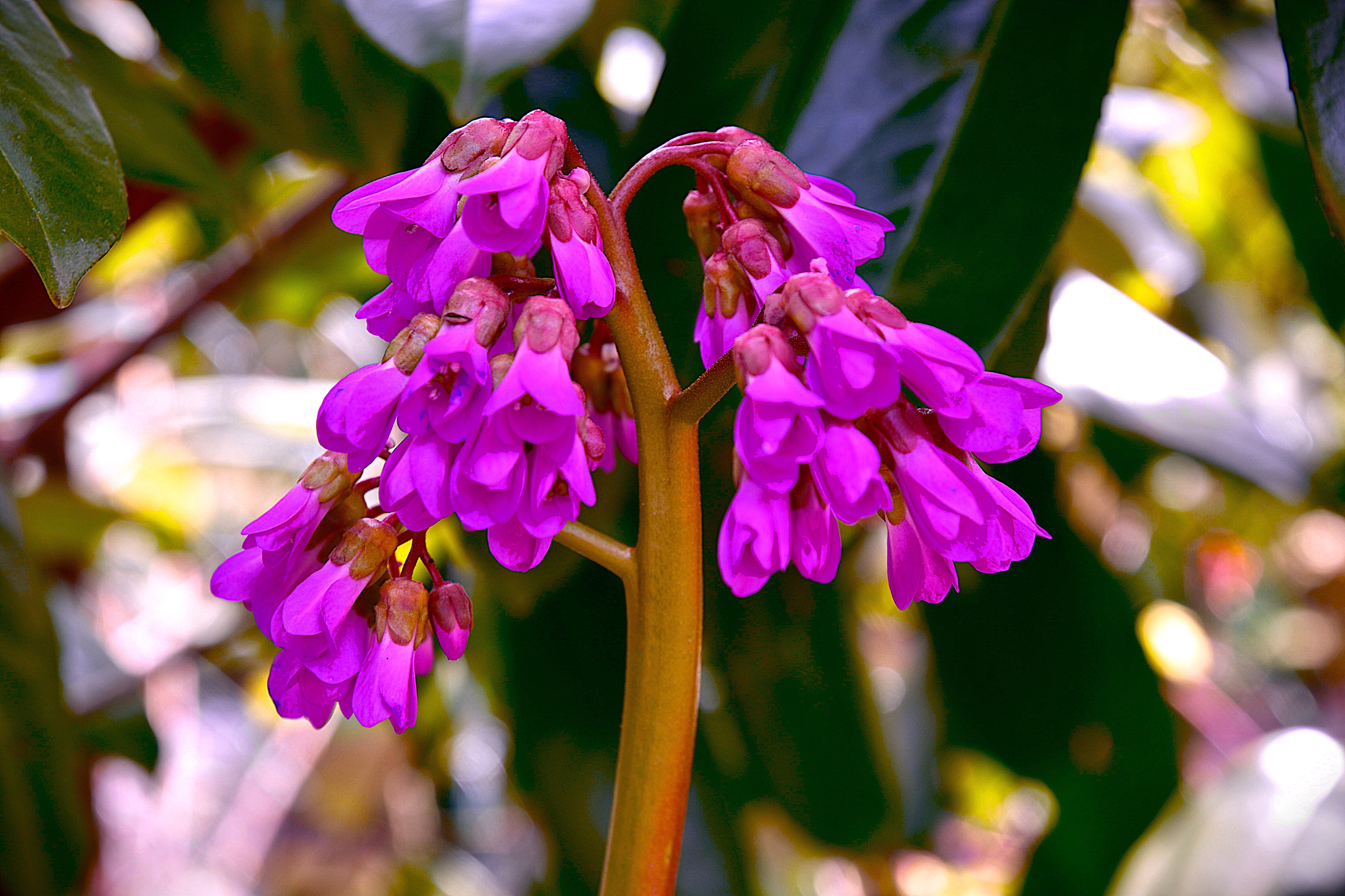 outdoors, pink color, plant, flowering plant, freshness, close-up, beauty in nature, fragility, Spring, Bloom, day, 5K, Close, springtime, Blossom, petal, HD Wallpaper