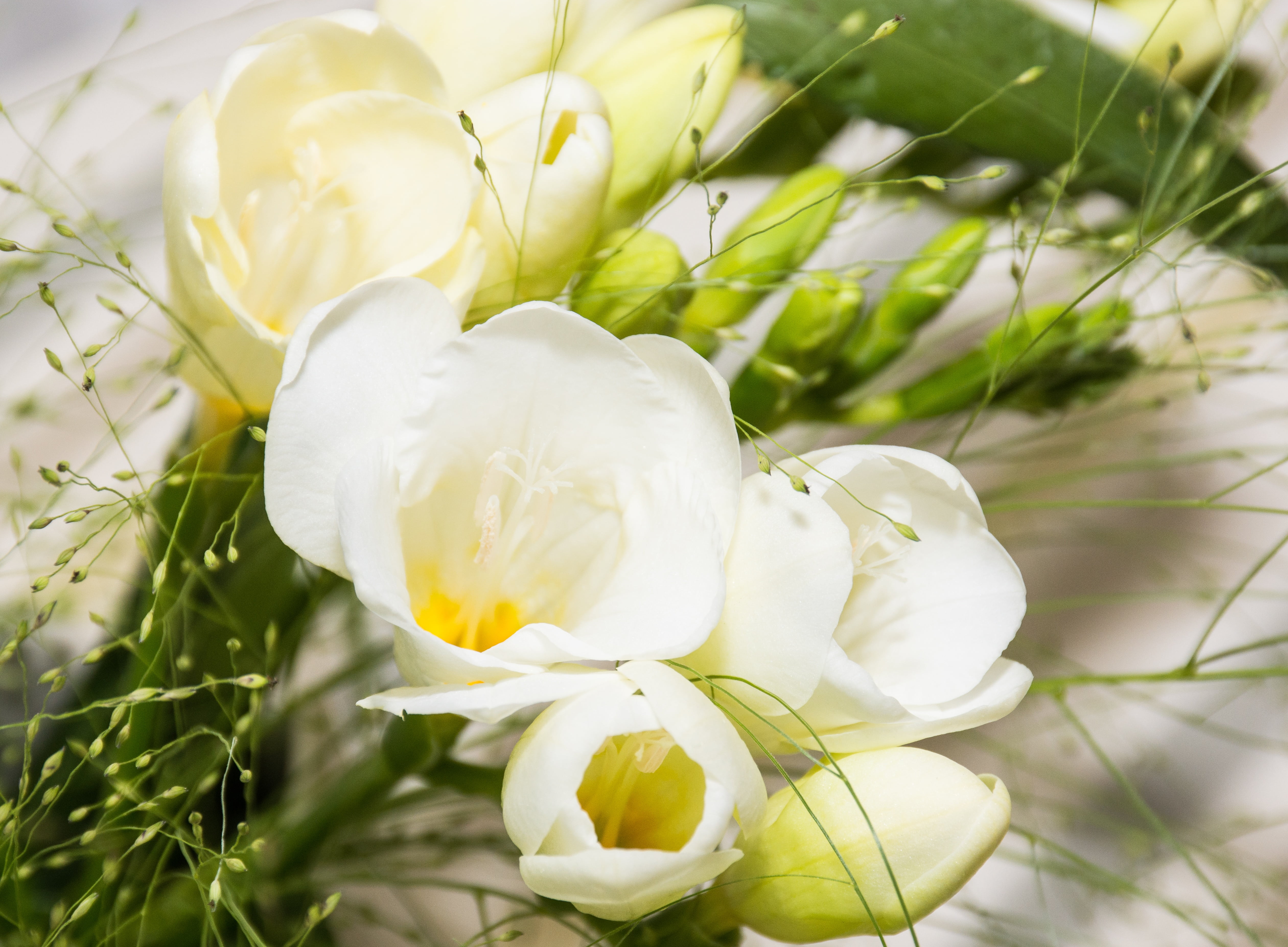 growth, sia, floristry, schwertliliengewaechs, decoration, freshness, table decorations, plant, flowers, iridaceae, schnittblume, focus on foreground, no people, HD Wallpaper