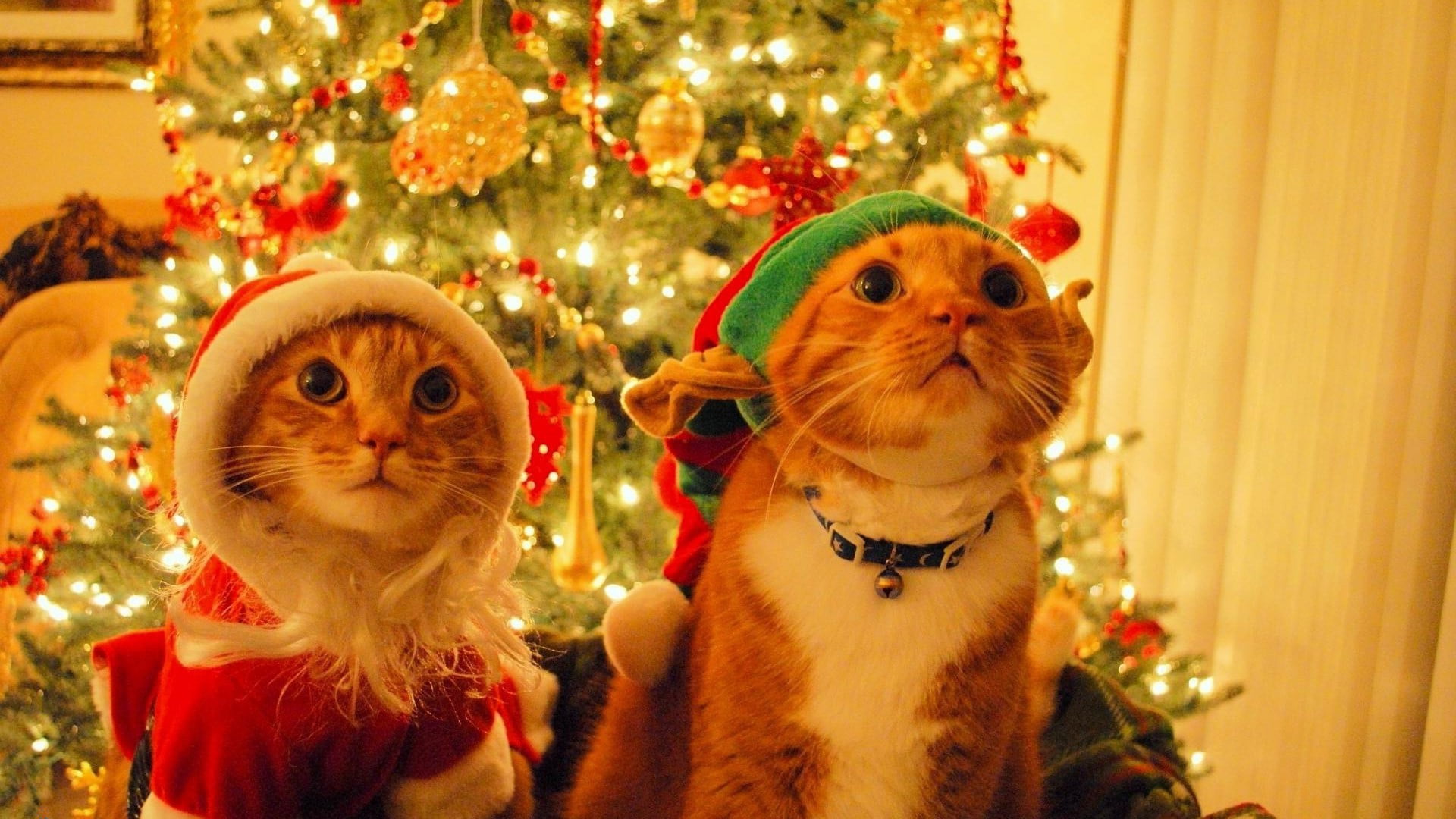 mammal, haired, celebration event, animal themes, decoration, 1080P, holiday, animals, two, short, cat, pets, holiday - event, celebration, cats, illuminated, HD Wallpaper