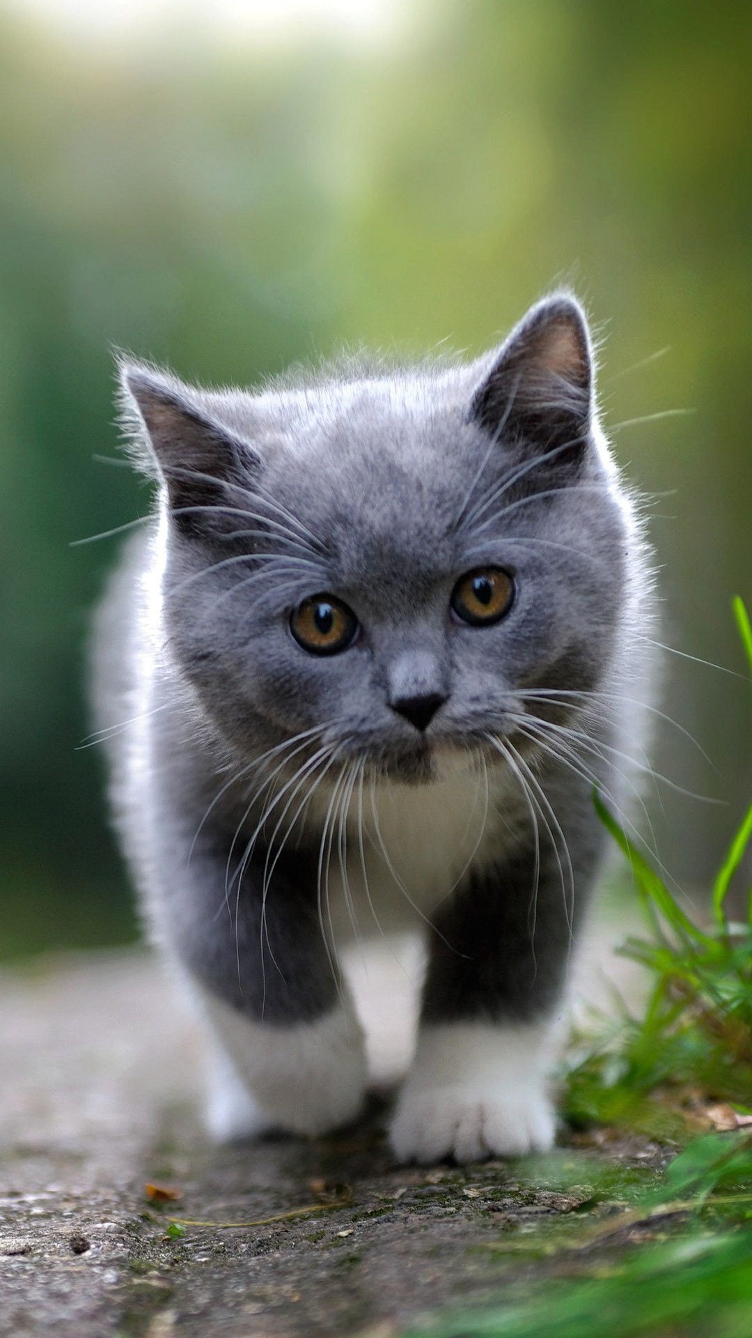 haired, grey, white, front view, kitten, outdoors, Cat, domestic, one animal, mobile, feline, domestic animals, looking at camera, short, pets, nature, Phone HD Wallpaper