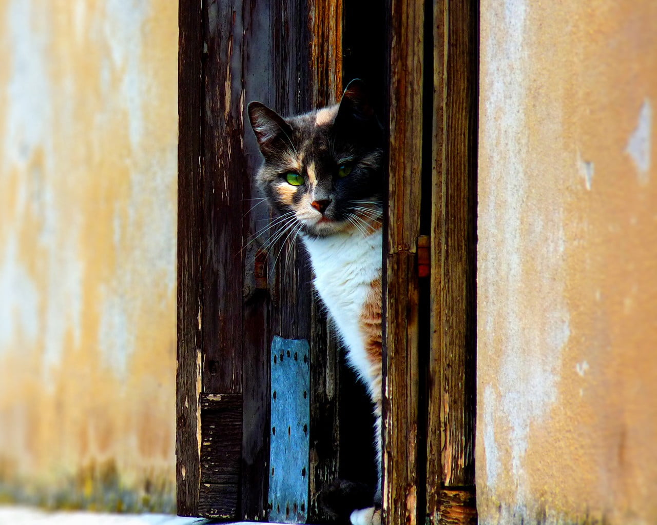 domestic cat, pets, domestic, feline, day, mammal, cat, domestic animals, no people, wood - material, 720P, short, haired, looking at camera, whisker, HD Wallpaper