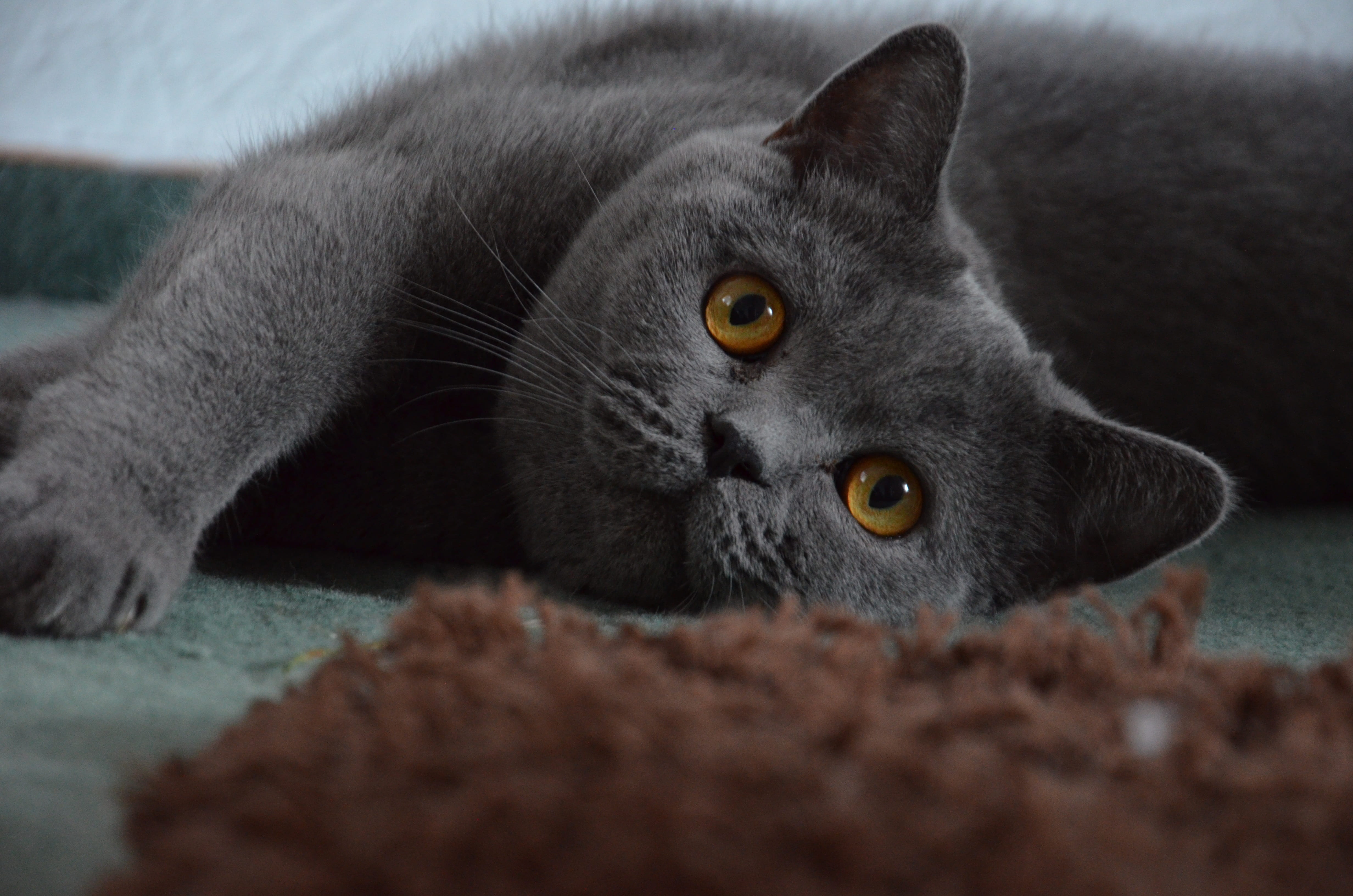 feline, british shorthair, indoors, short, british, animal eye, cats eyes, portrait, young cat, one animal, short hair, domestic animals, no people, domestic cat, HD Wallpaper