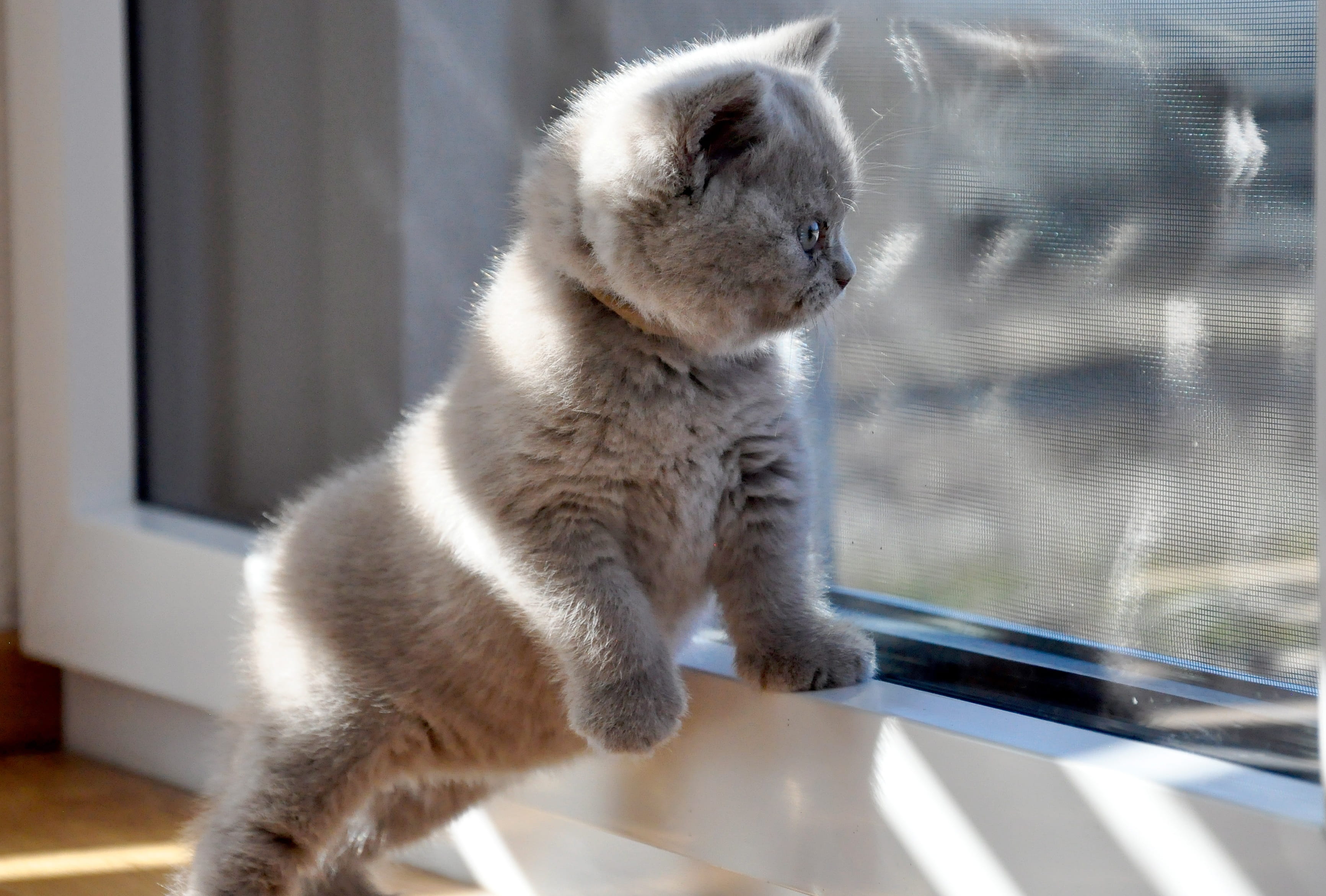 one animal, nature, focus on foreground, sitting, mammal, outdoors, cat baby, azzurro, animal themes, kittens, british shorthair, looking away, pets, animal wildlife, HD Wallpaper